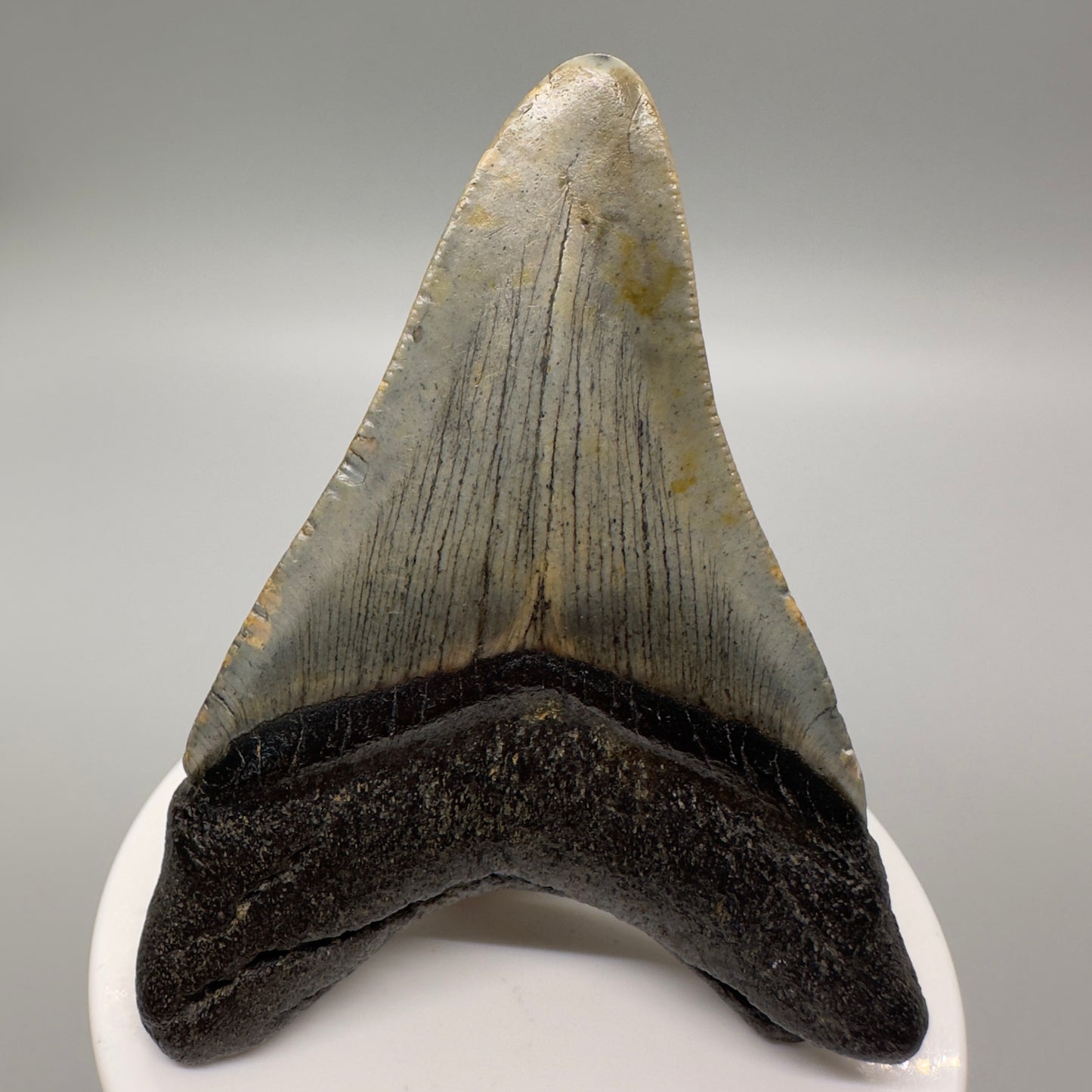 North Carolina Diving Discovery: Colorful 3.21" Fossil Megalodon Tooth CM4612 - Back