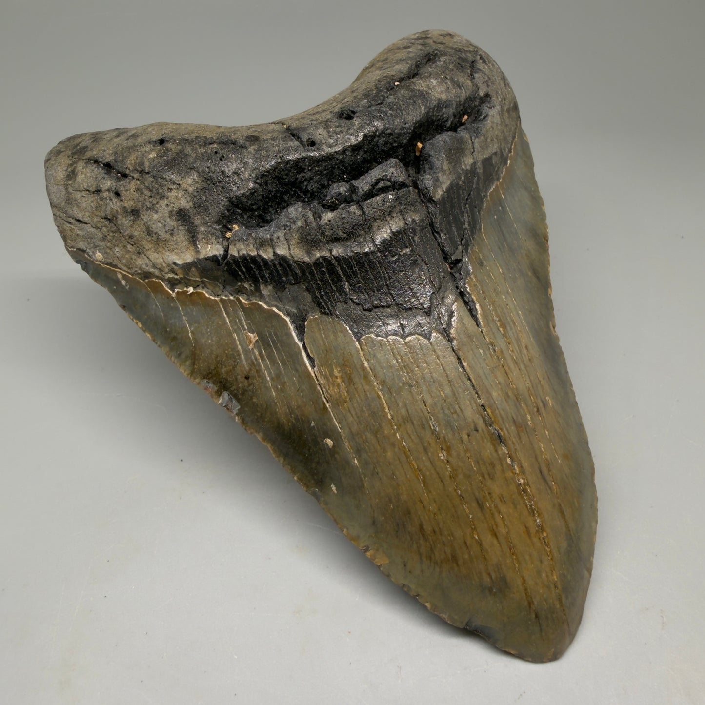Front Left View Colorful 5.20" Authentic Megalodon Tooth – North Carolina Fossil | Carcharocles megalodon CM6140
