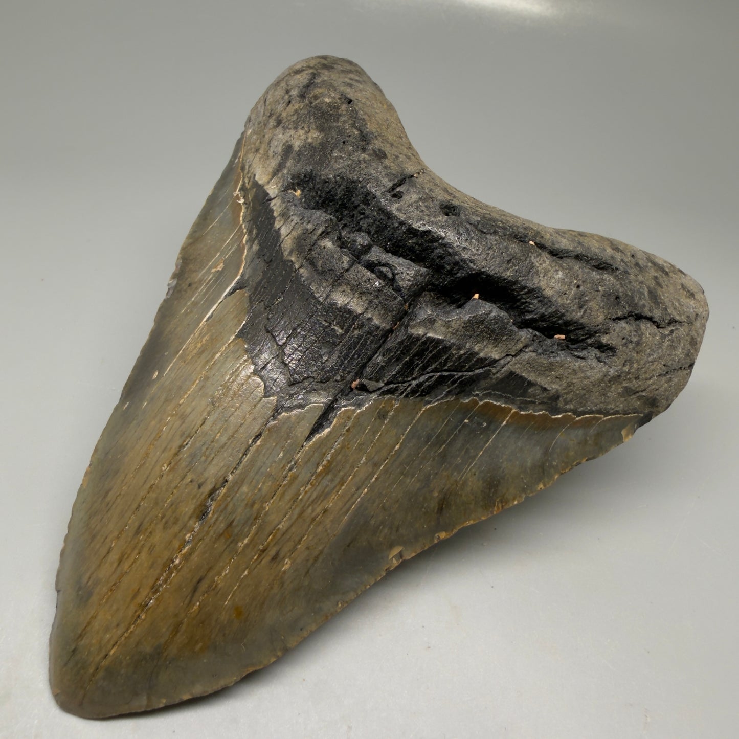 Front Right View Colorful 5.20" Authentic Megalodon Tooth – North Carolina Fossil | Carcharocles megalodon CM6140