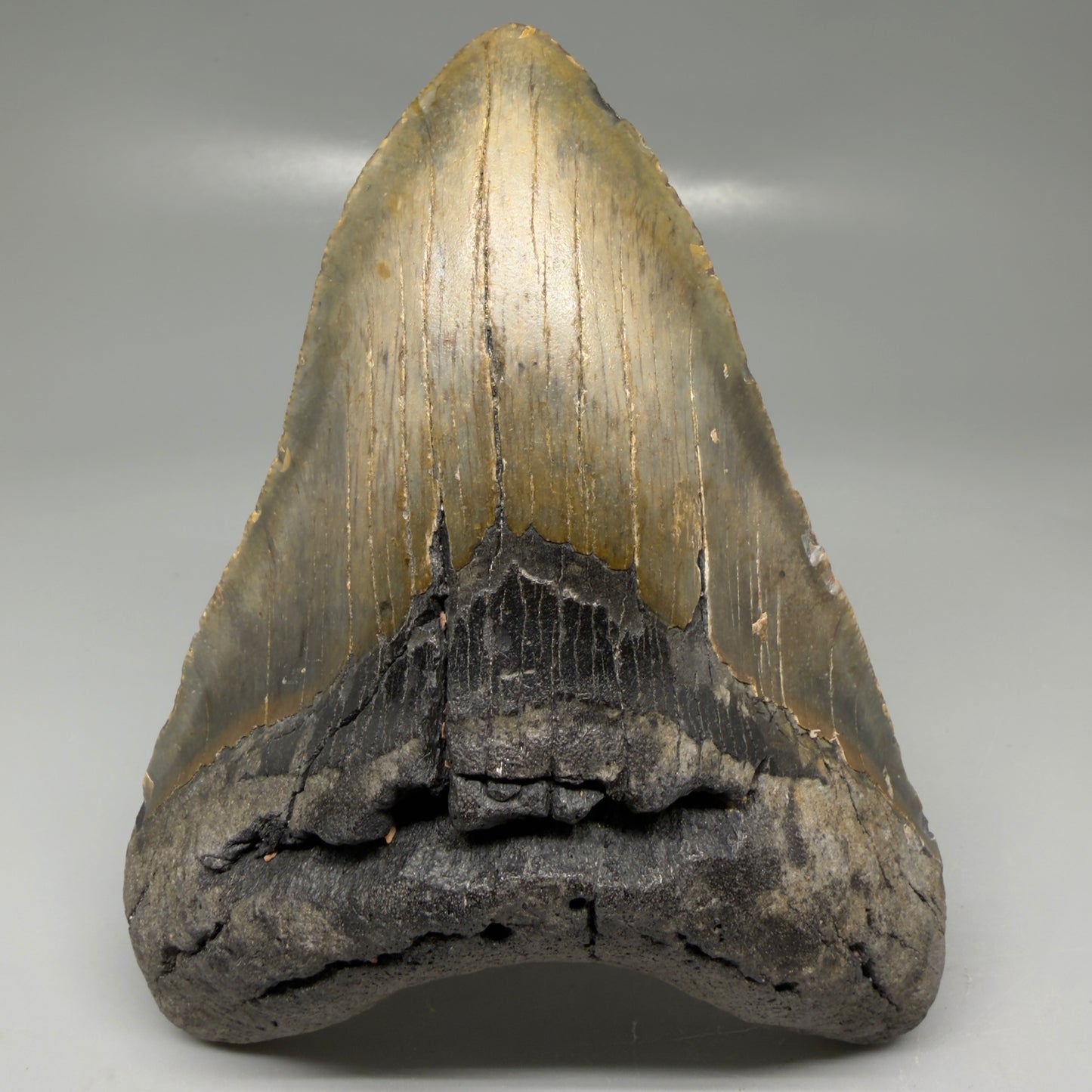 Front View Colorful 5.20" Authentic Megalodon Tooth – North Carolina Fossil | Carcharocles megalodon CM6140 - 1
