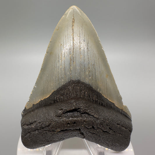 North Carolina Diving Discovery: Colorful 3.47" Fossil Megalodon Shark Tooth CM4614 - Front