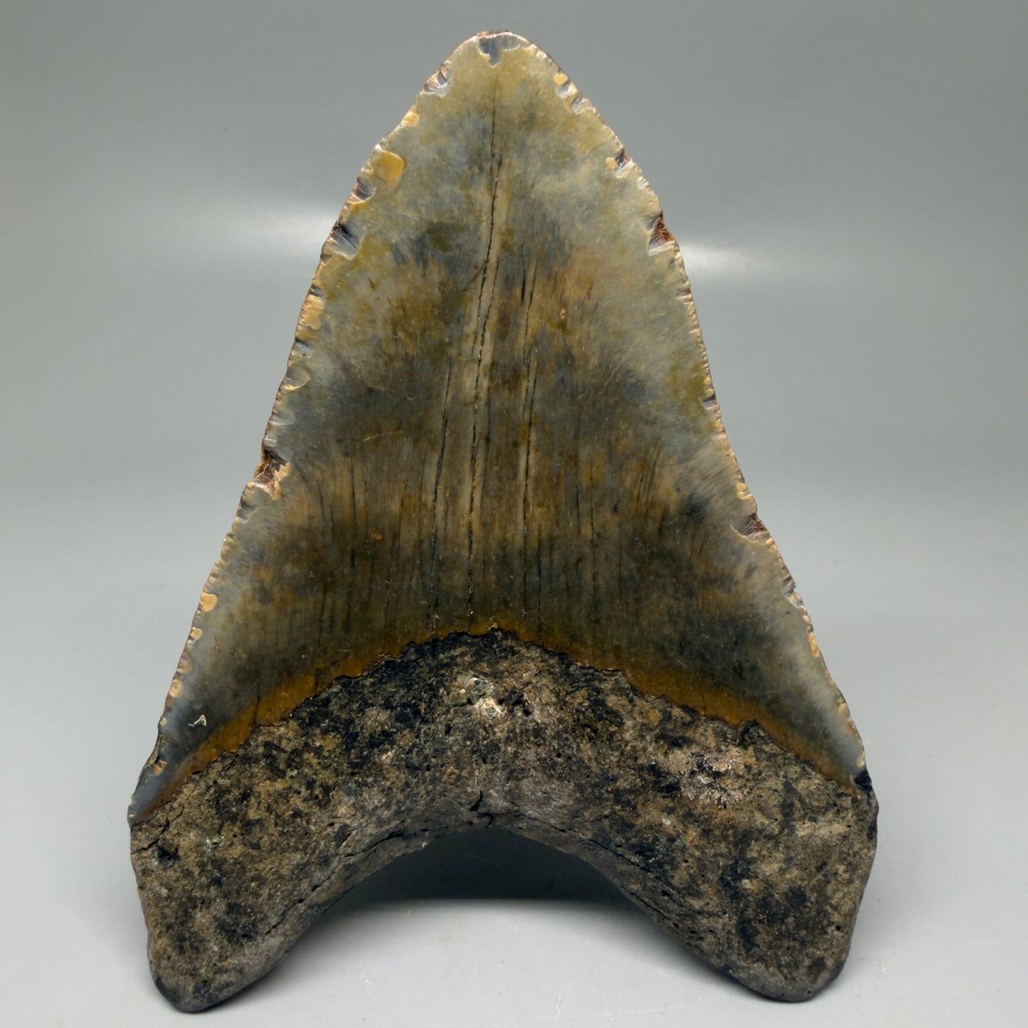 Back View Colorful 5.20" Authentic Megalodon Tooth – North Carolina Fossil | Carcharocles megalodon CM6140