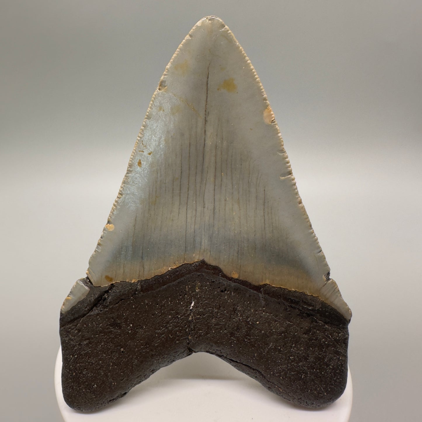 North Carolina Diving Discovery: Colorful 3.47" Fossil Megalodon Shark Tooth CM4614 - Back