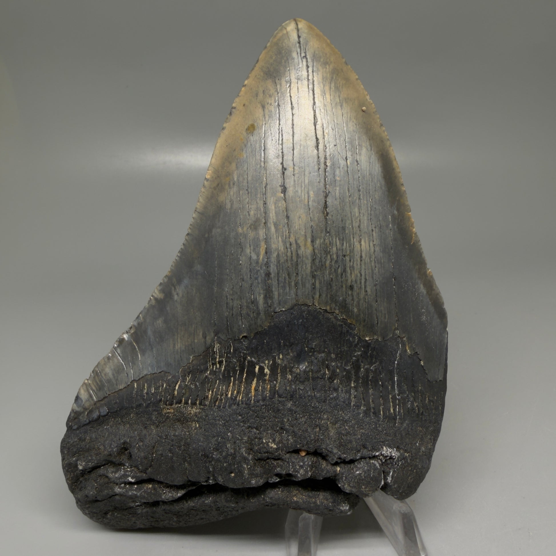 Front View Colorful 5.92" Authentic Megalodon Tooth – North Carolina Fossil | Carcharocles megalodon CM6149 - 1