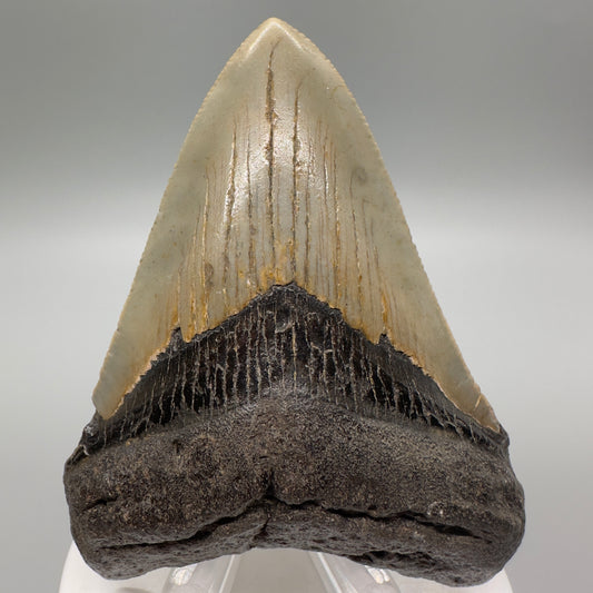 North Carolina Diving Discovery: Serrated 3.52" Fossil Megalodon Shark Tooth CM4615 - Front