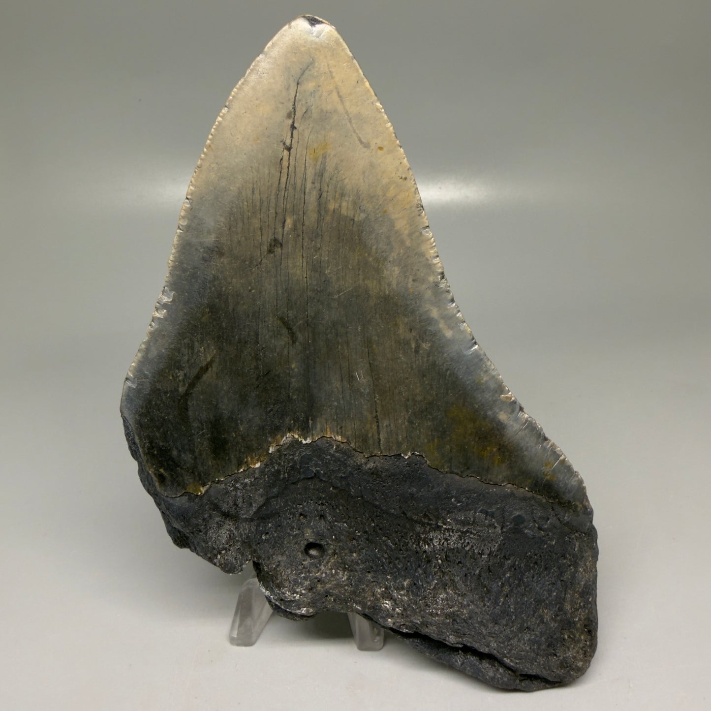 Back View Colorful 5.92" Authentic Megalodon Tooth – North Carolina Fossil | Carcharocles megalodon CM6149 - 1