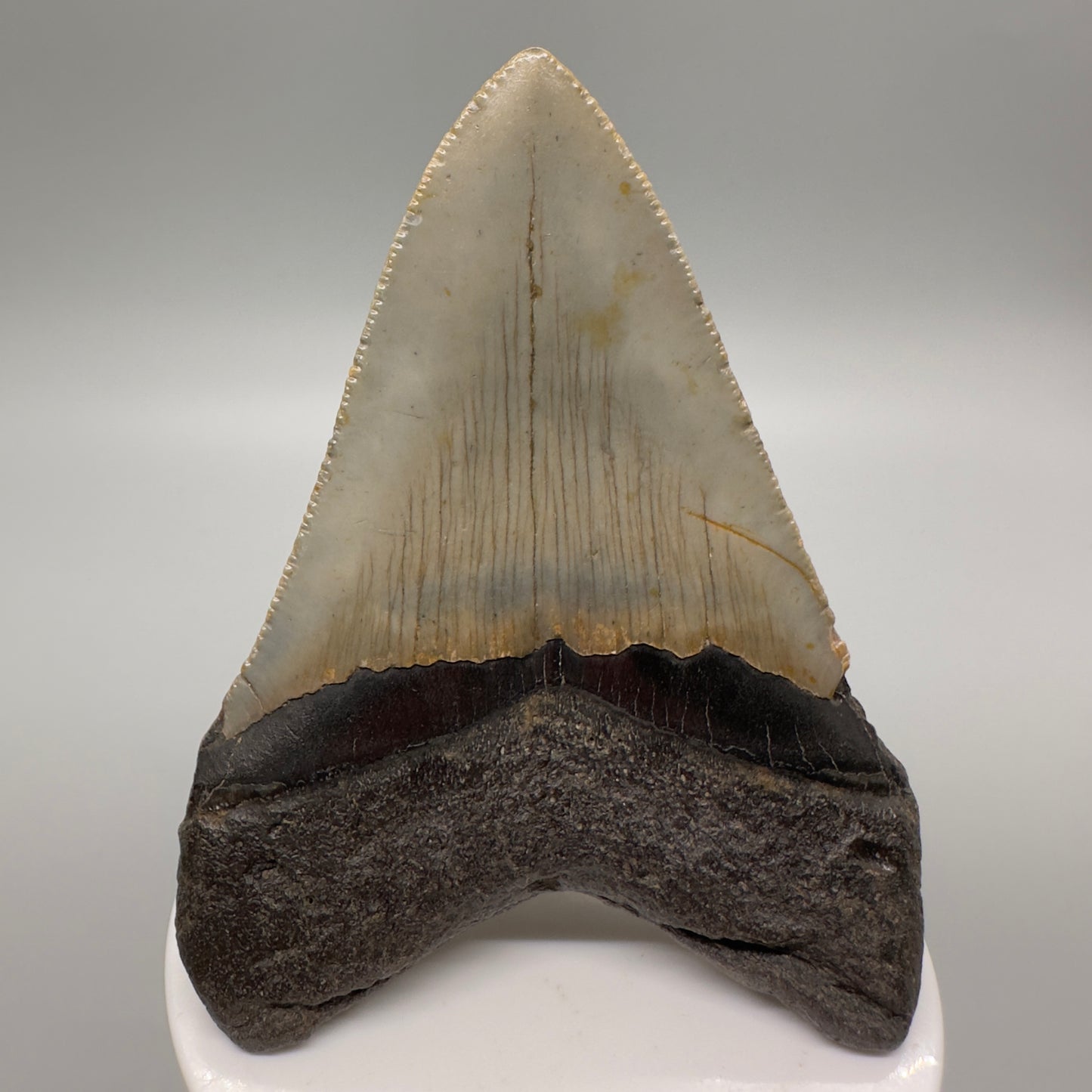 North Carolina Diving Discovery: Serrated 3.52" Fossil Megalodon Shark Tooth CM4615 - Back