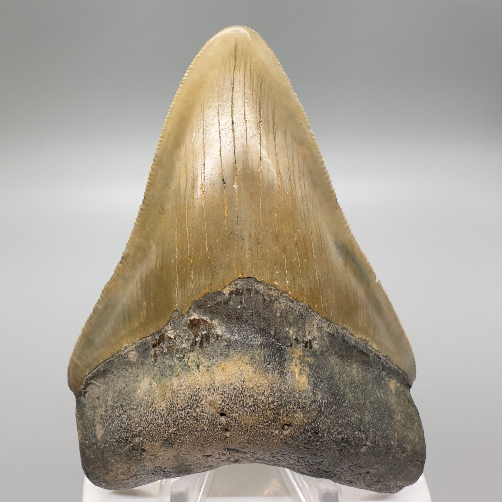 Colorful 3.81" Fossil Megalodon Tooth from North Carolina CM4616 - Front