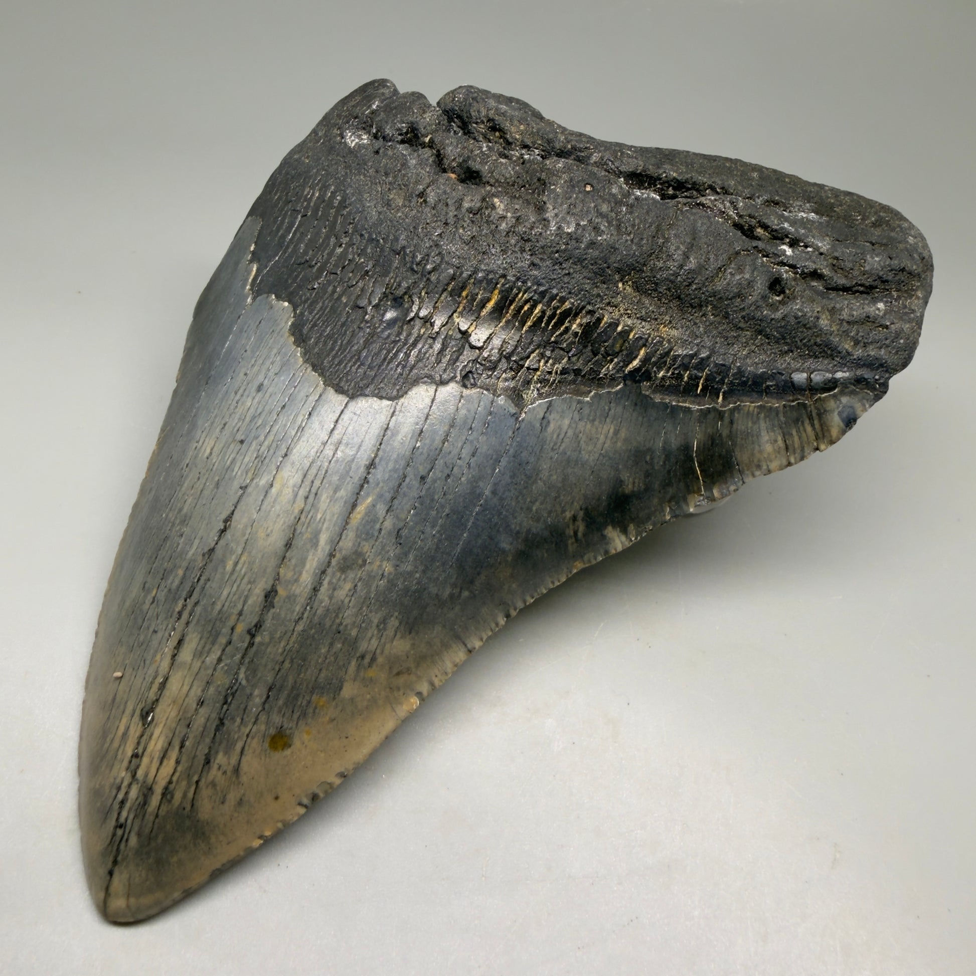 Front Right View Colorful 5.92" Authentic Megalodon Tooth – North Carolina Fossil | Carcharocles megalodon CM6149