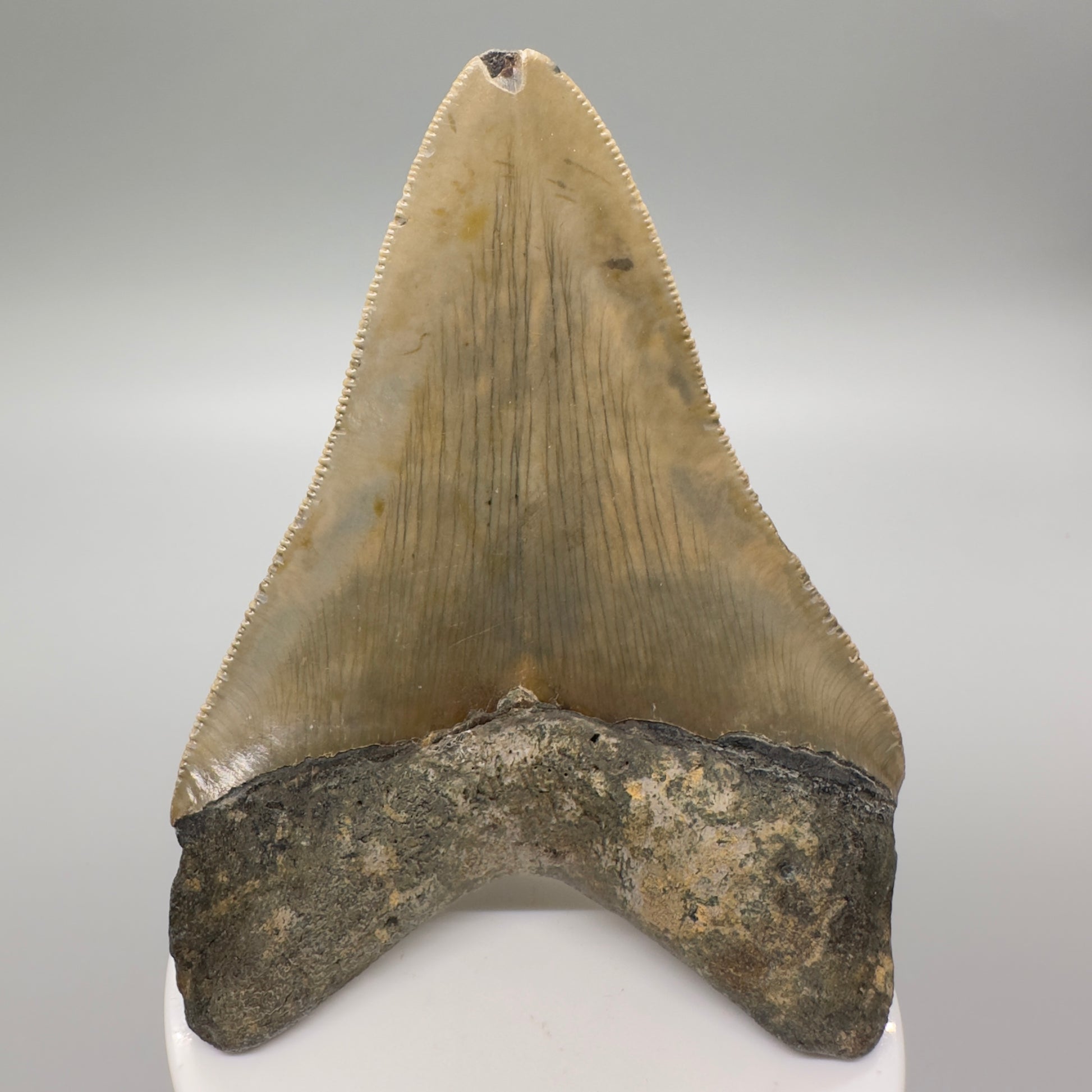 Colorful 3.81" Fossil Megalodon Tooth from North Carolina CM4616 - Back