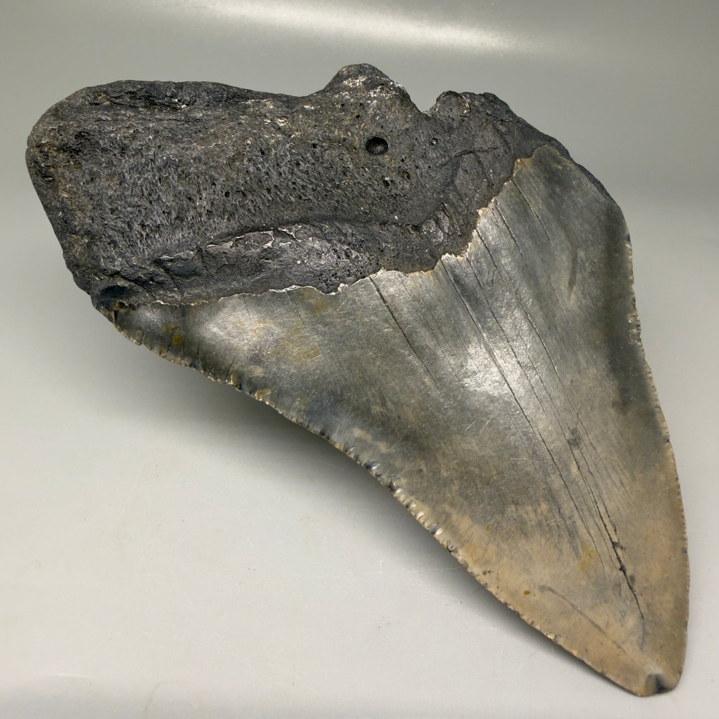 Back Right View Colorful 5.92" Authentic Megalodon Tooth – North Carolina Fossil | Carcharocles megalodon CM6149