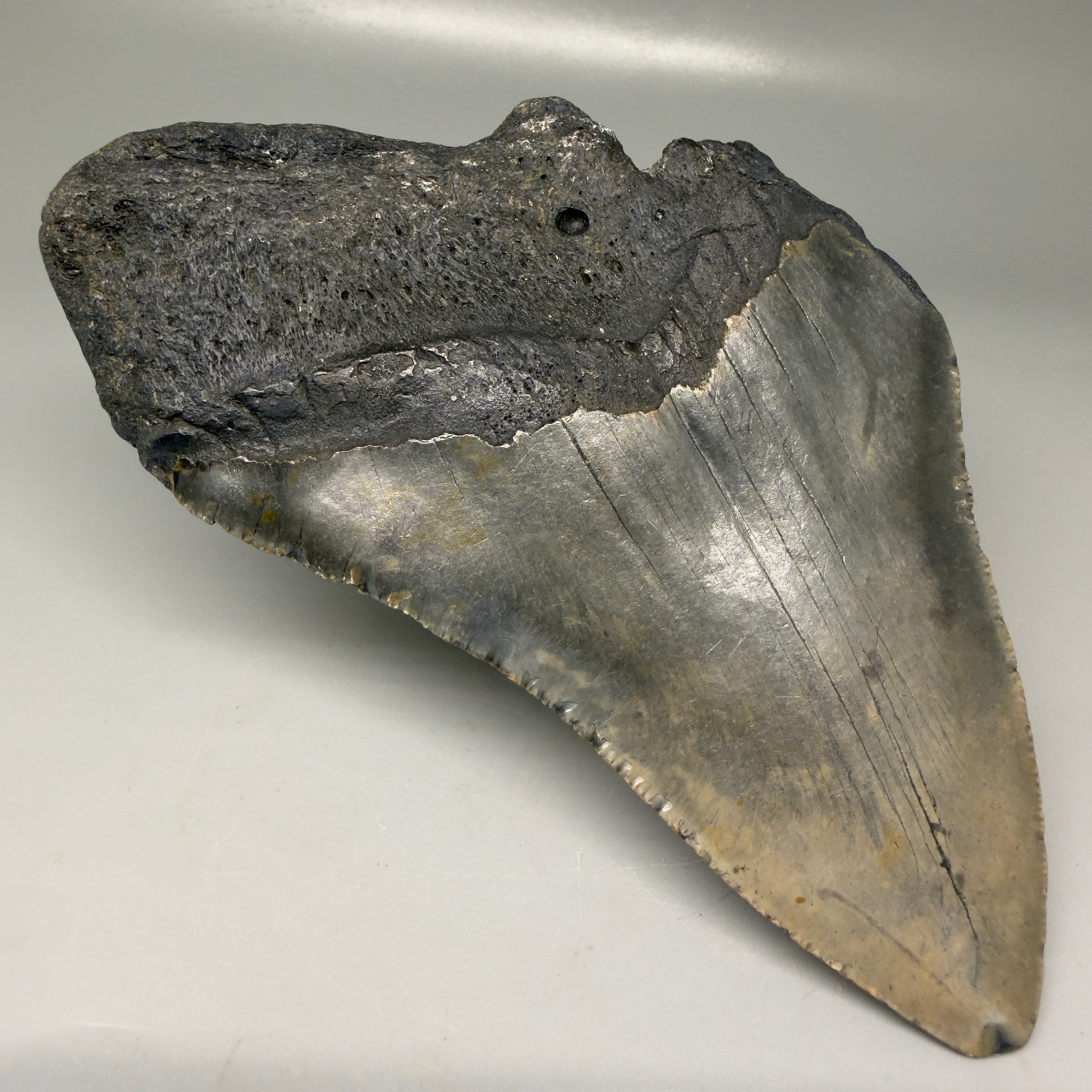 Back Right View Colorful 5.92" Authentic Megalodon Tooth – North Carolina Fossil | Carcharocles megalodon CM6149