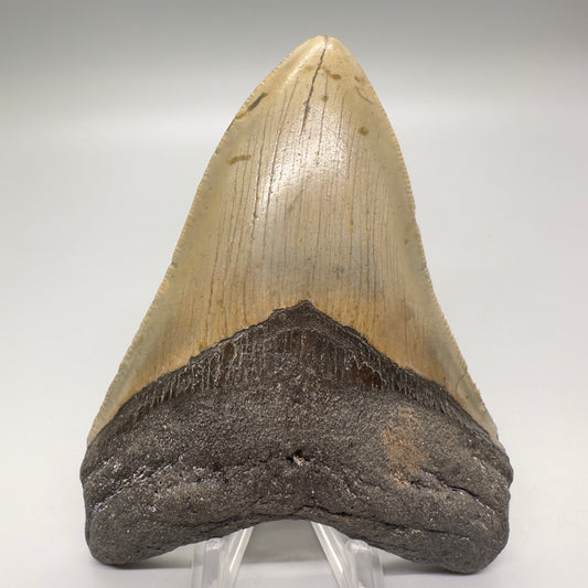 Colorful 4.48" Fossil Megalodon Tooth from North Carolina CM4617 - Front