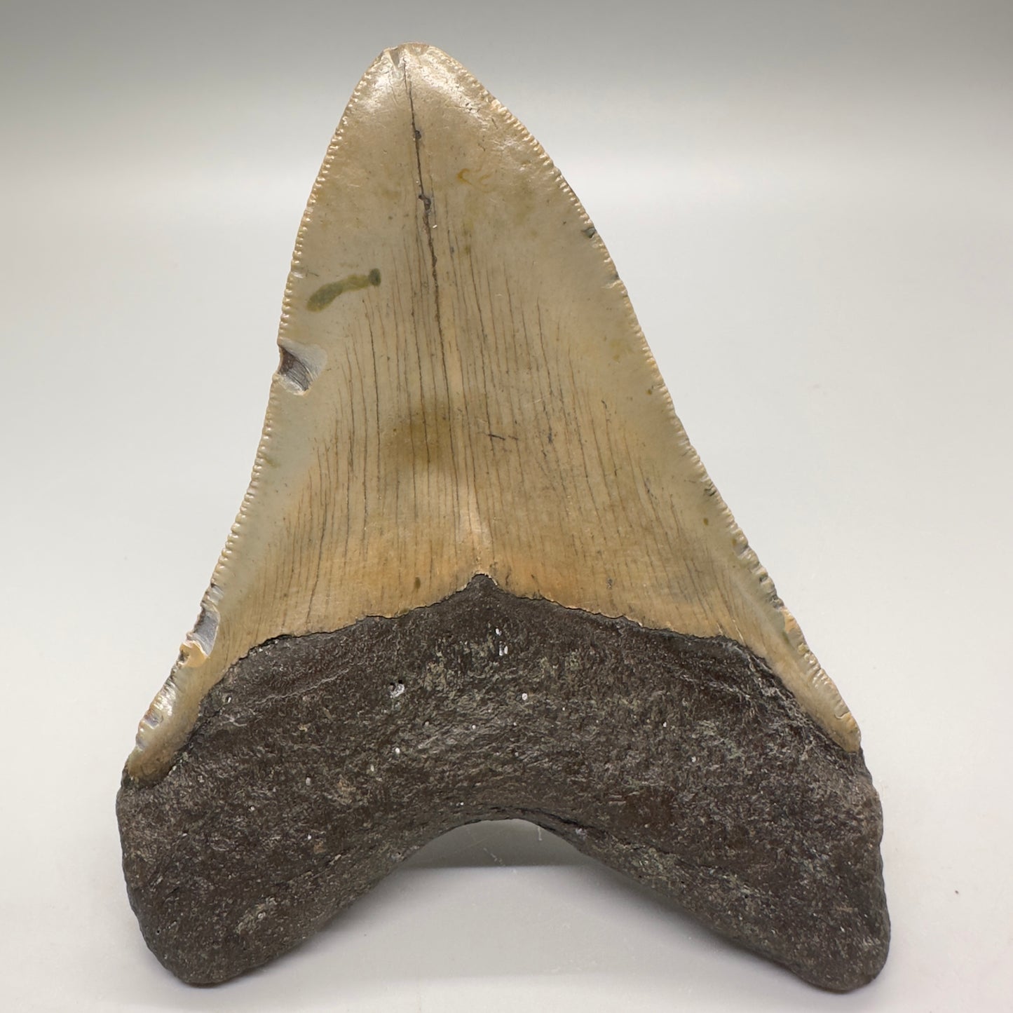 Colorful 4.48" Fossil Megalodon Tooth from North Carolina CM4617 - Back