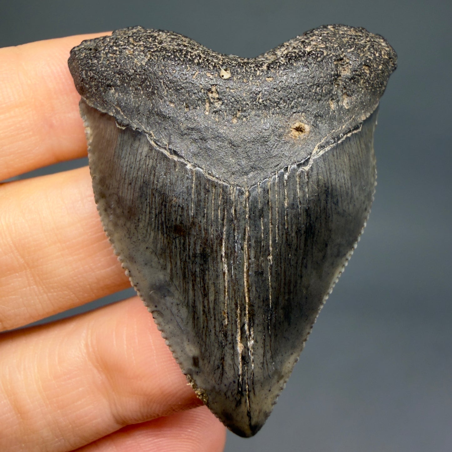 Baby anterior, serrated 1.94" Fossil Megalodon Tooth from South Carolina