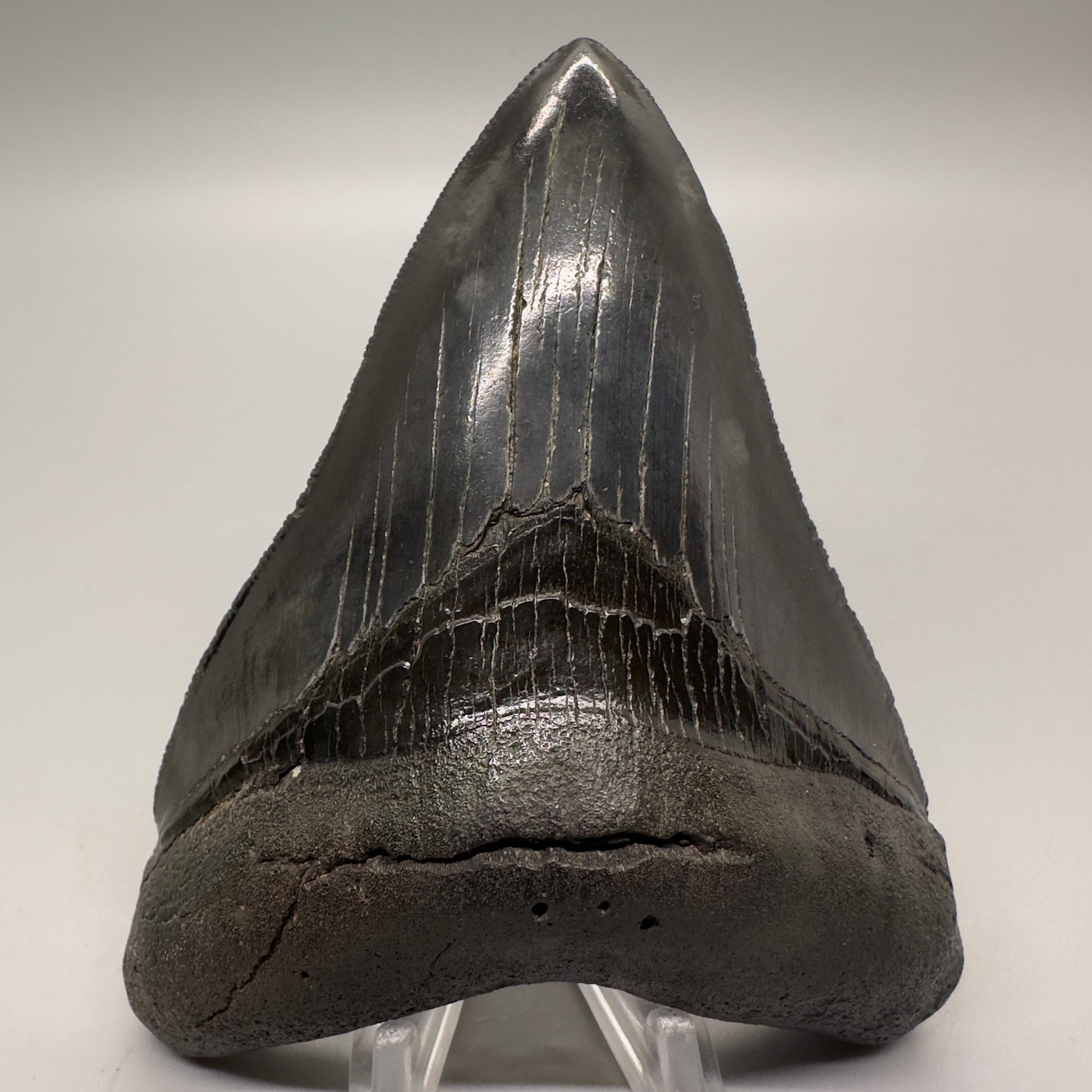 Dark colors 4.47" Fossil Megalodon Tooth: Scuba Diving Discovery from South Carolina CM4618 - Front