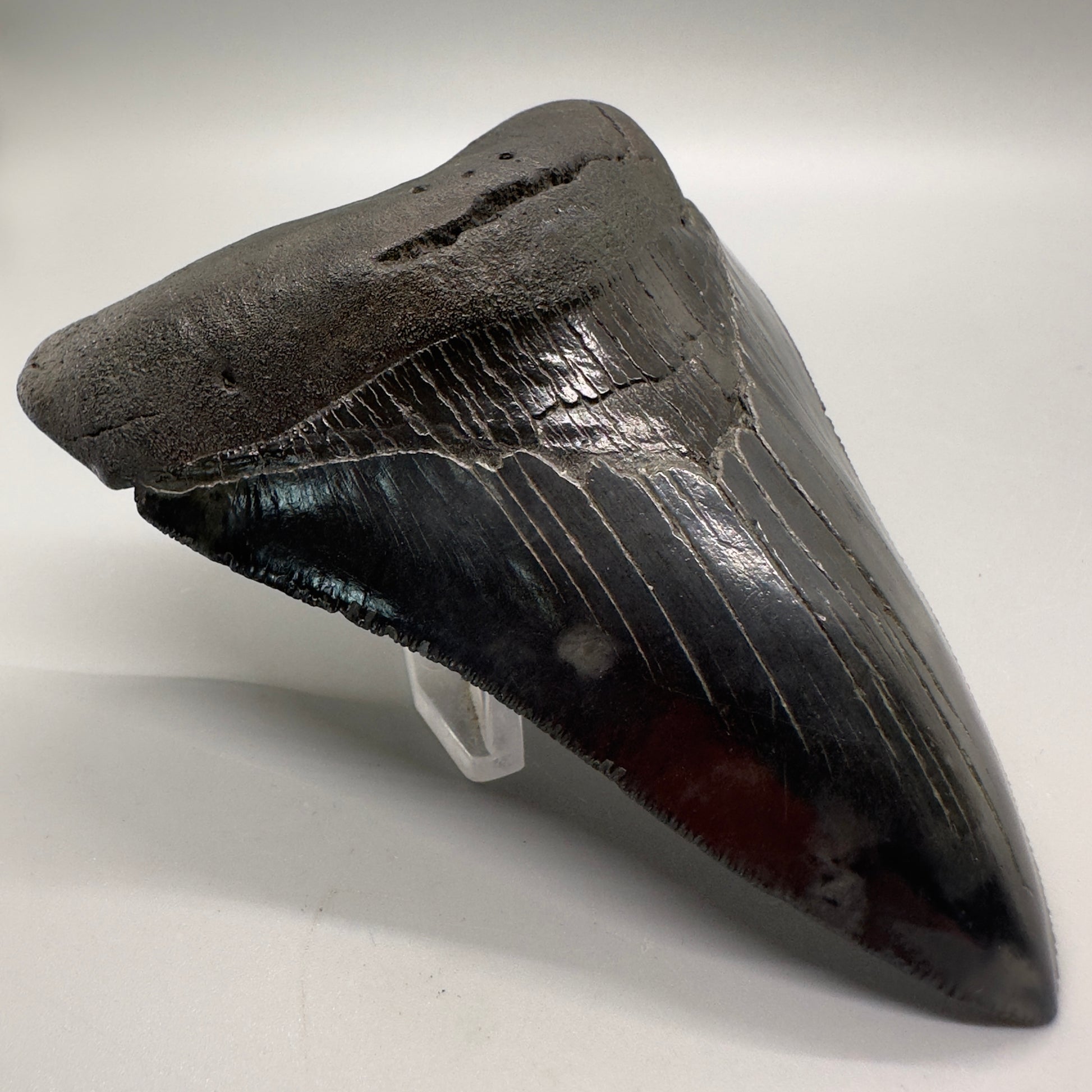 Dark colors 4.47" Fossil Megalodon Tooth: Scuba Diving Discovery from South Carolina CM4618 - Front right