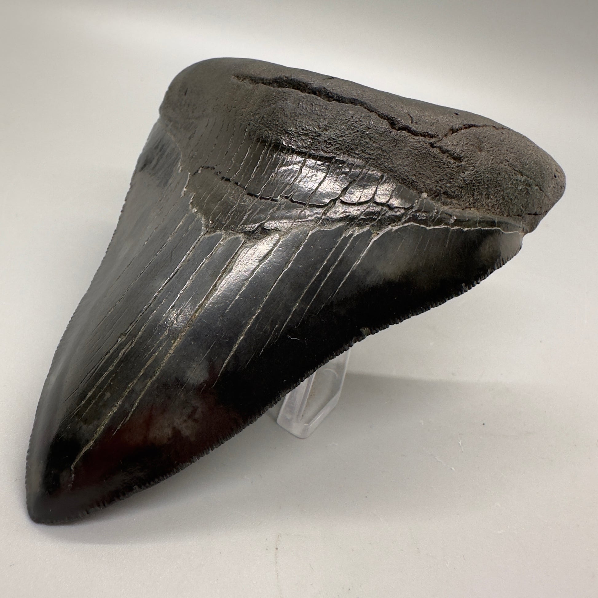 Dark colors 4.47" Fossil Megalodon Tooth: Scuba Diving Discovery from South Carolina CM4618 - Front left