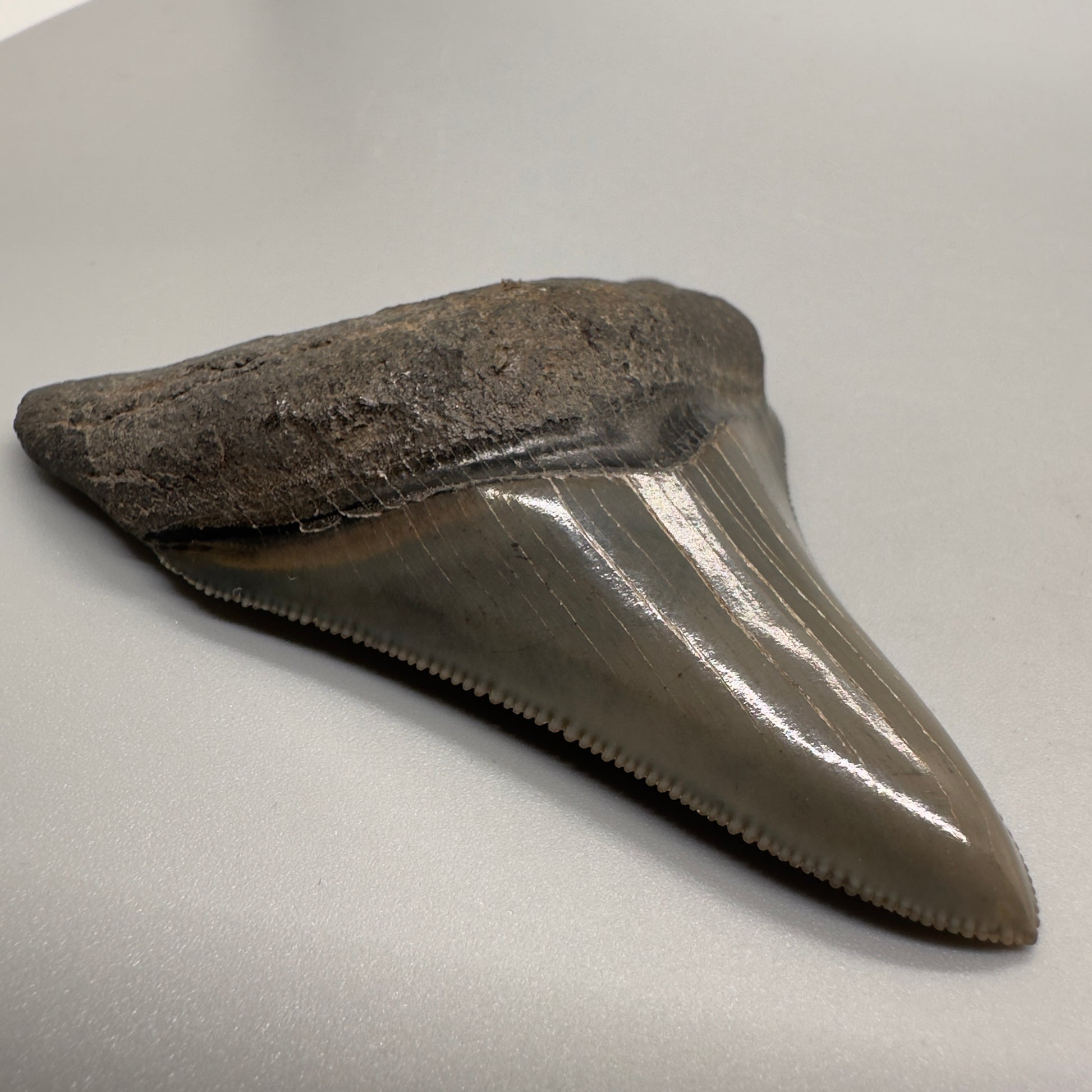 Killer 3.13" Fossil Megalodon Tooth: Scuba Diving Discovery from Georgia CM4607 - Front right