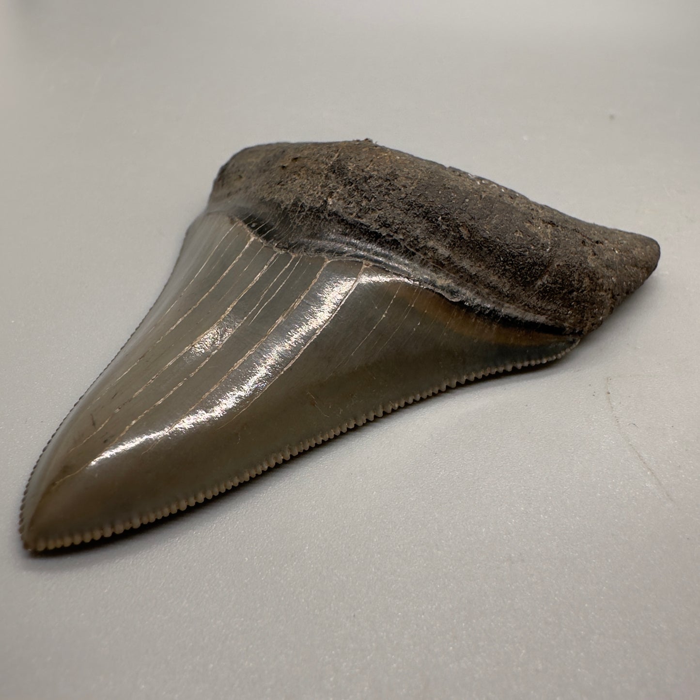 Killer 3.13" Fossil Megalodon Tooth: Scuba Diving Discovery from Georgia CM4607 - Front left