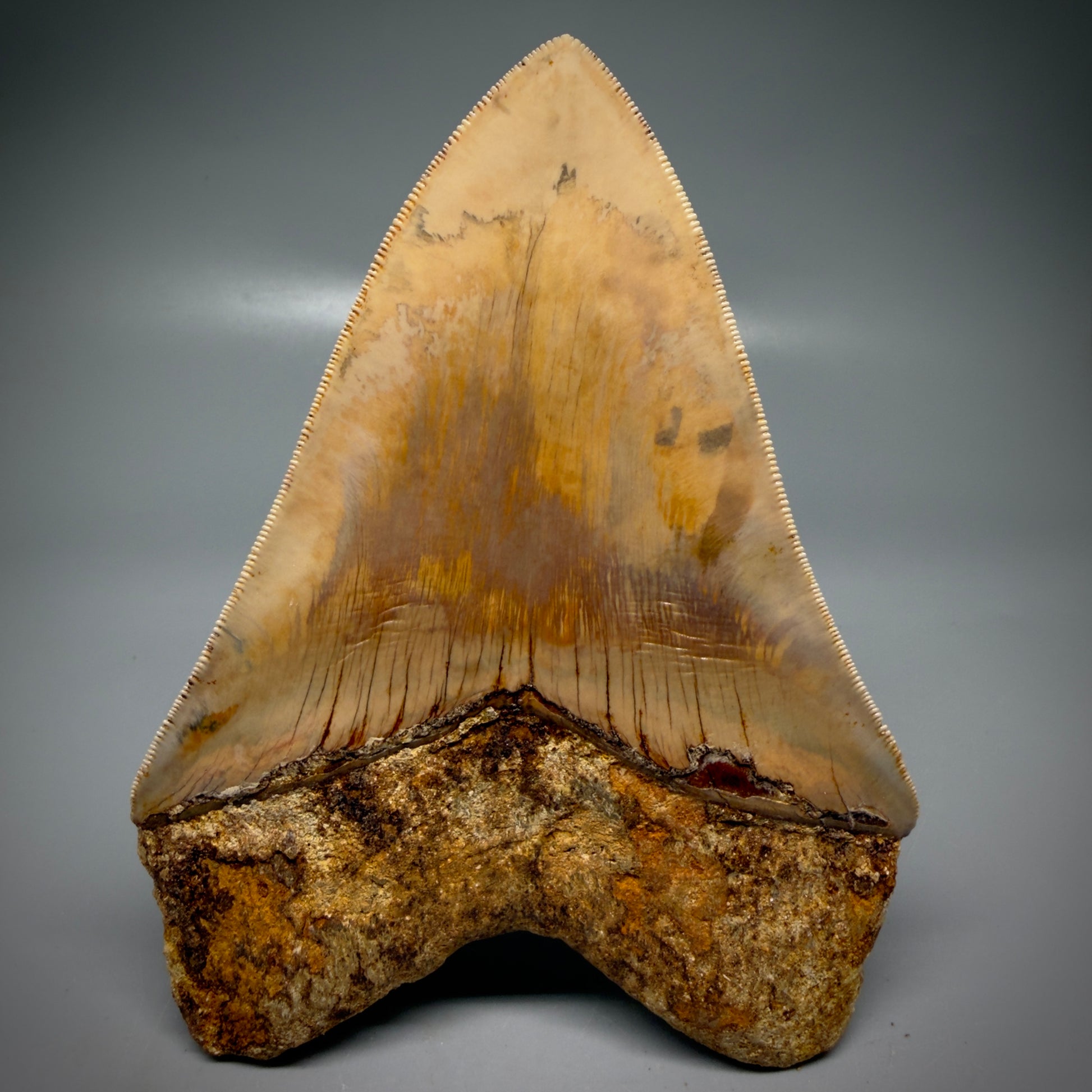 Back View Authentic, Collector's quality 5.45″ Colorful Megalodon Tooth – West Java Indonesia CM6159