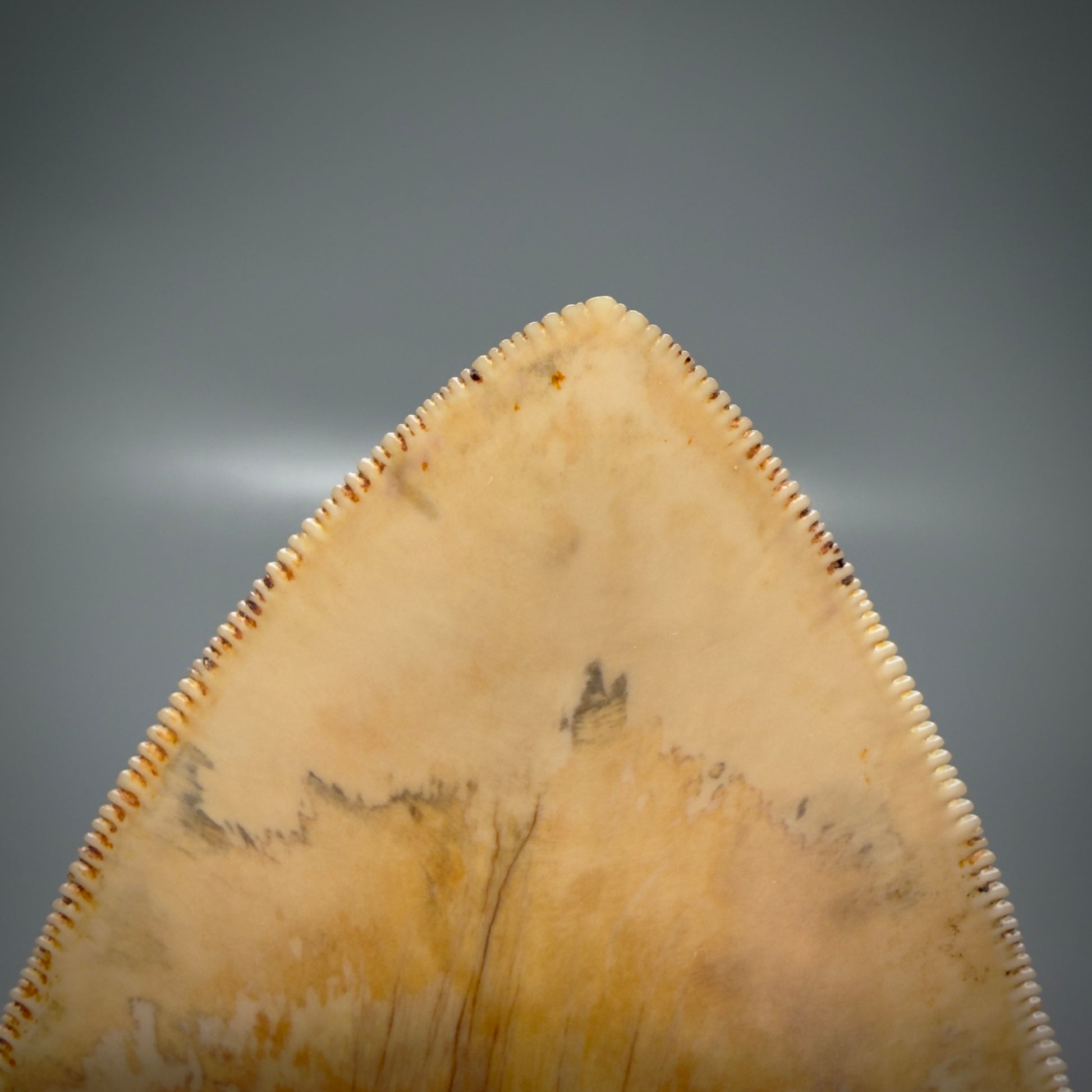 Tip detail View Authentic, Collector's quality 5.45″ Colorful Megalodon Tooth – West Java Indonesia CM6159