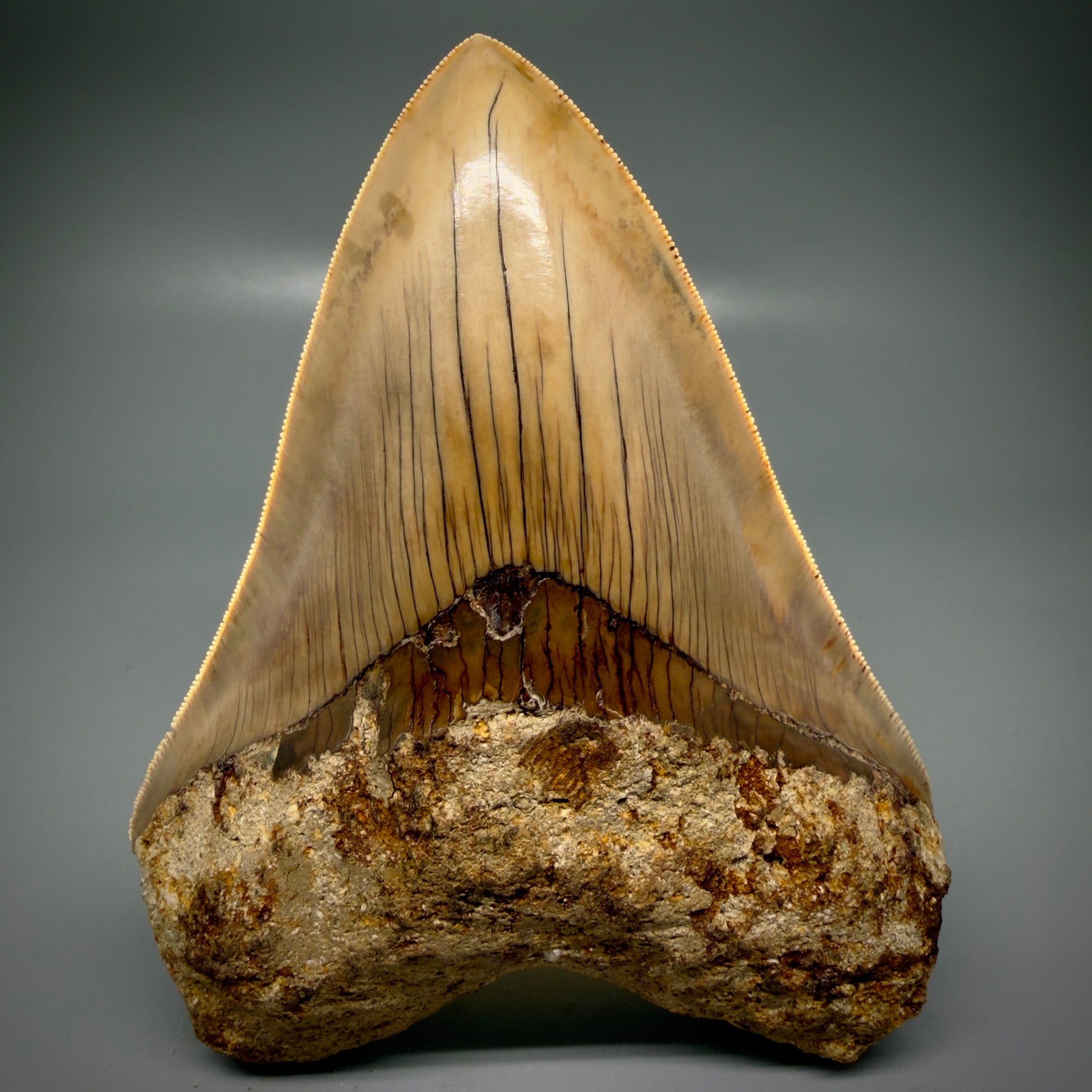 Front View Authentic, Collector's quality 5.45″ Colorful Megalodon Tooth – West Java Indonesia CM6159 - 2