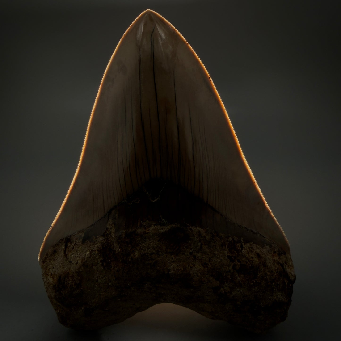 Front View Authentic, Collector's quality 5.45″ Colorful Megalodon Tooth – West Java Indonesia CM6159 - 1