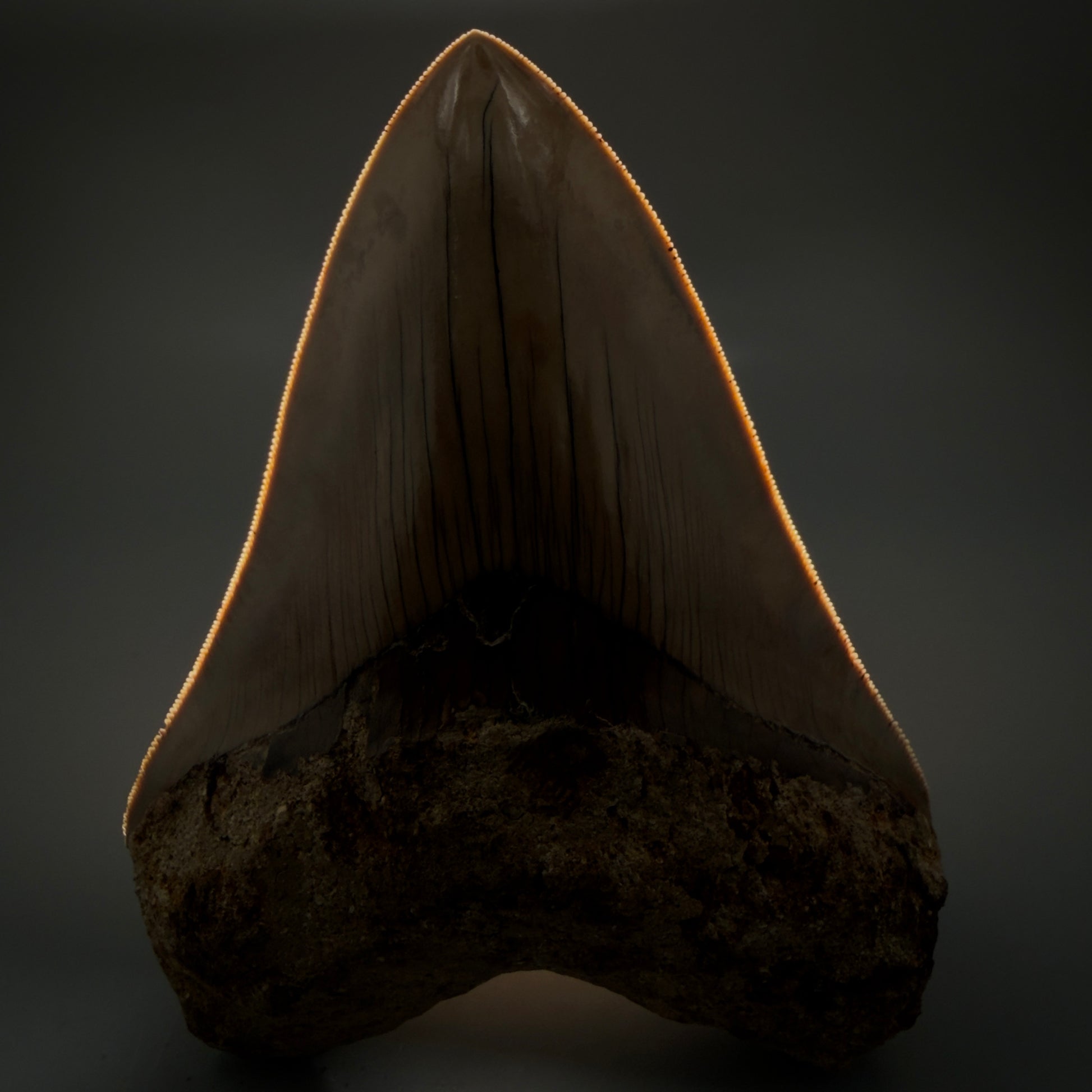 Front View Authentic, Collector's quality 5.45″ Colorful Megalodon Tooth – West Java Indonesia CM6159 - 1