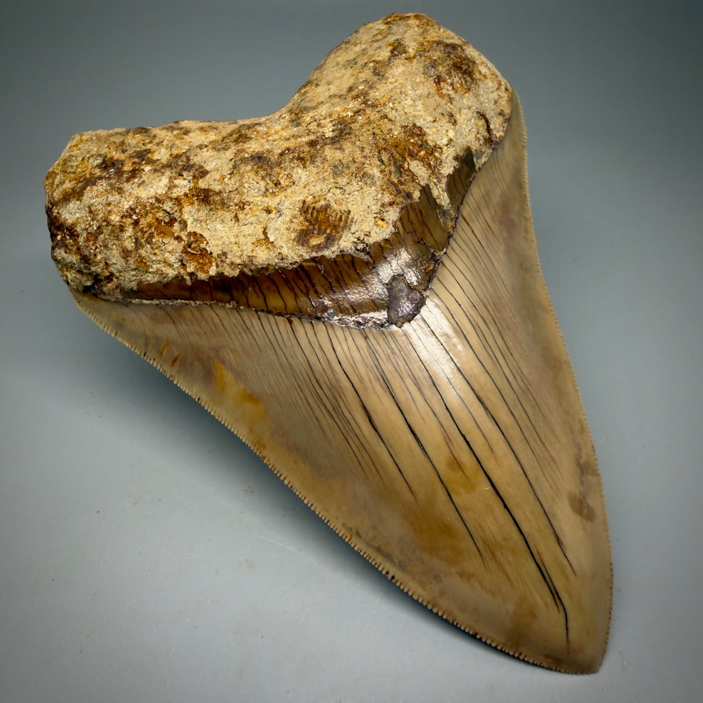 Front Left View Authentic, Collector's quality 5.45″ Colorful Megalodon Tooth – West Java Indonesia CM6159