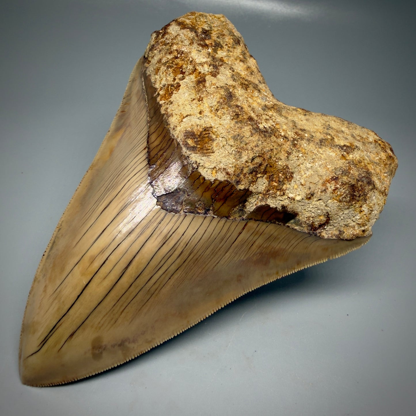 Front Right View Authentic, Collector's quality 5.45″ Colorful Megalodon Tooth – West Java Indonesia CM6159