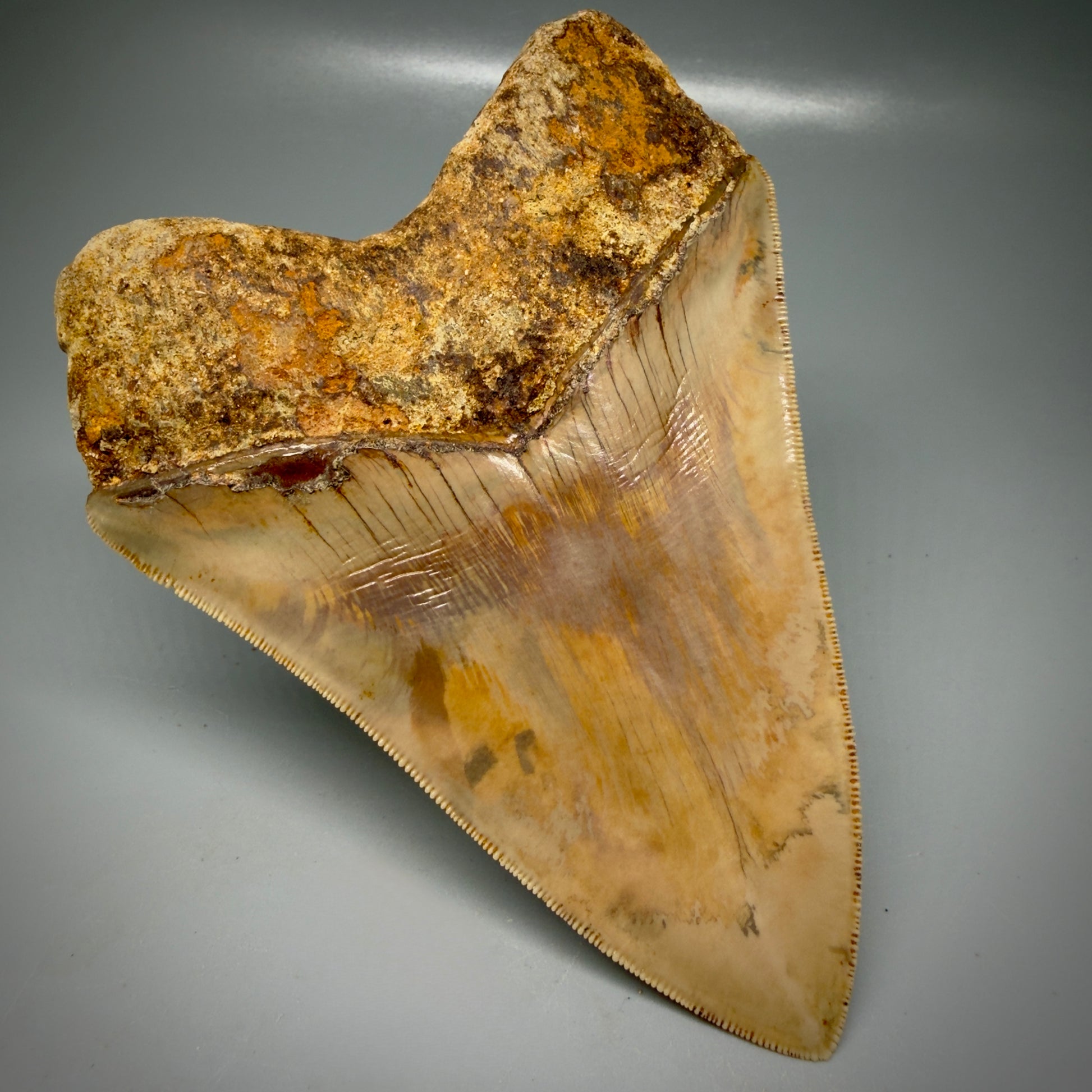 Back Left View Authentic, Collector's quality 5.45″ Colorful Megalodon Tooth – West Java Indonesia CM6159