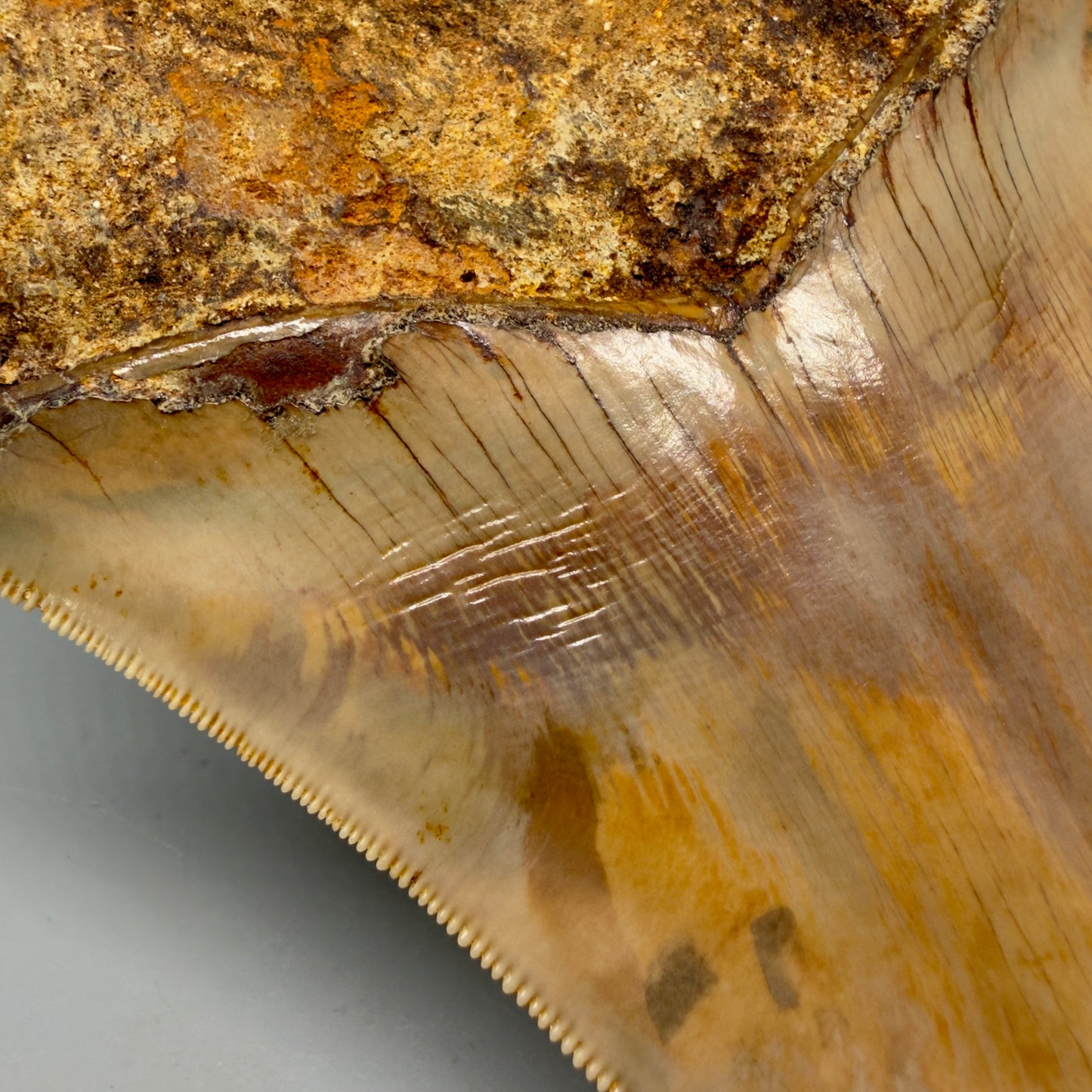 Ripples close up view  Authentic, Collector's quality 5.45″ Colorful Megalodon Tooth – West Java Indonesia CM6159
