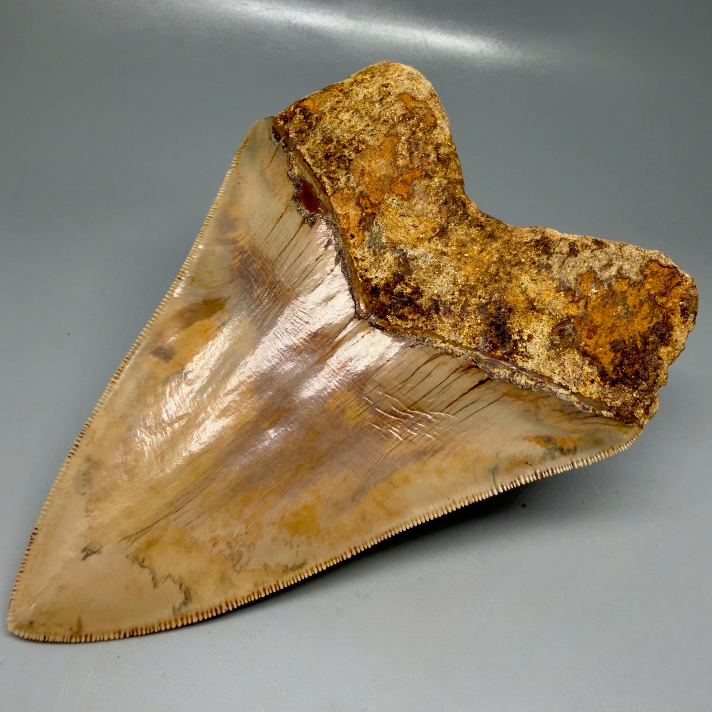 Back Right View Authentic, Collector's quality 5.45″ Colorful Megalodon Tooth – West Java Indonesia CM6159