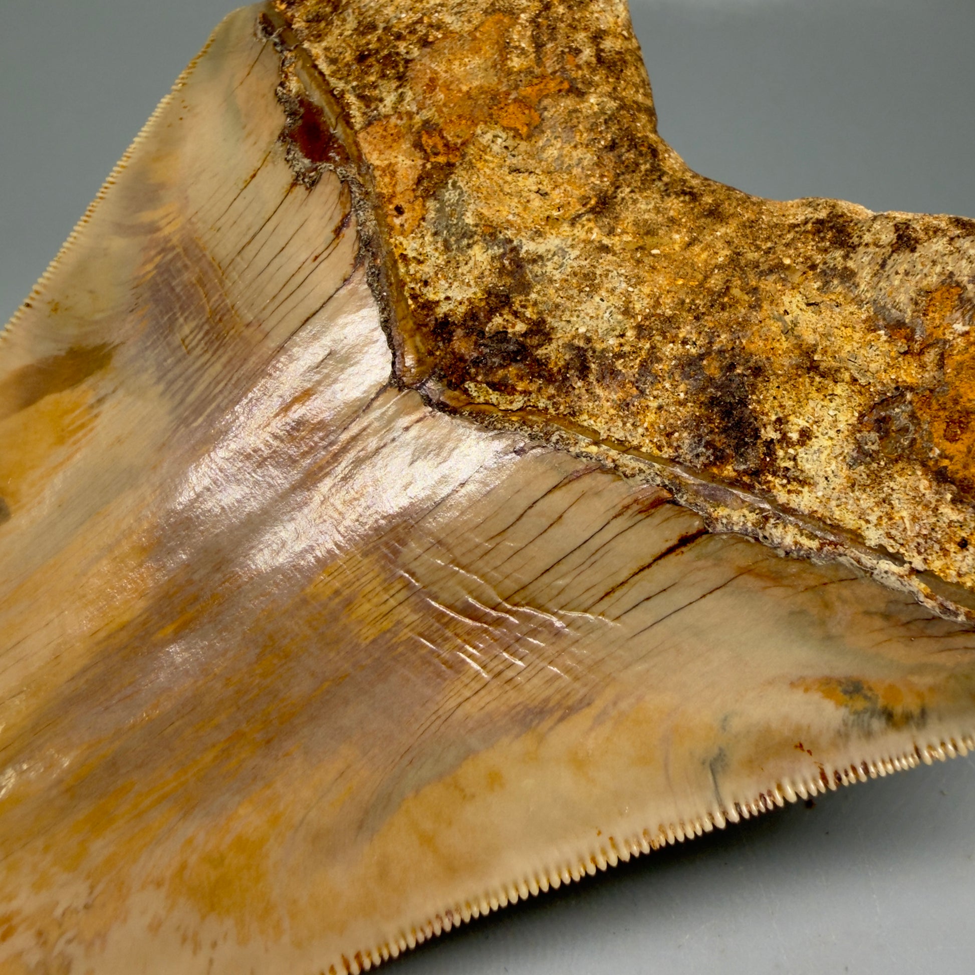 Ripples close up view  Authentic, Collector's quality 5.45″ Colorful Megalodon Tooth – West Java Indonesia CM6159 - 1