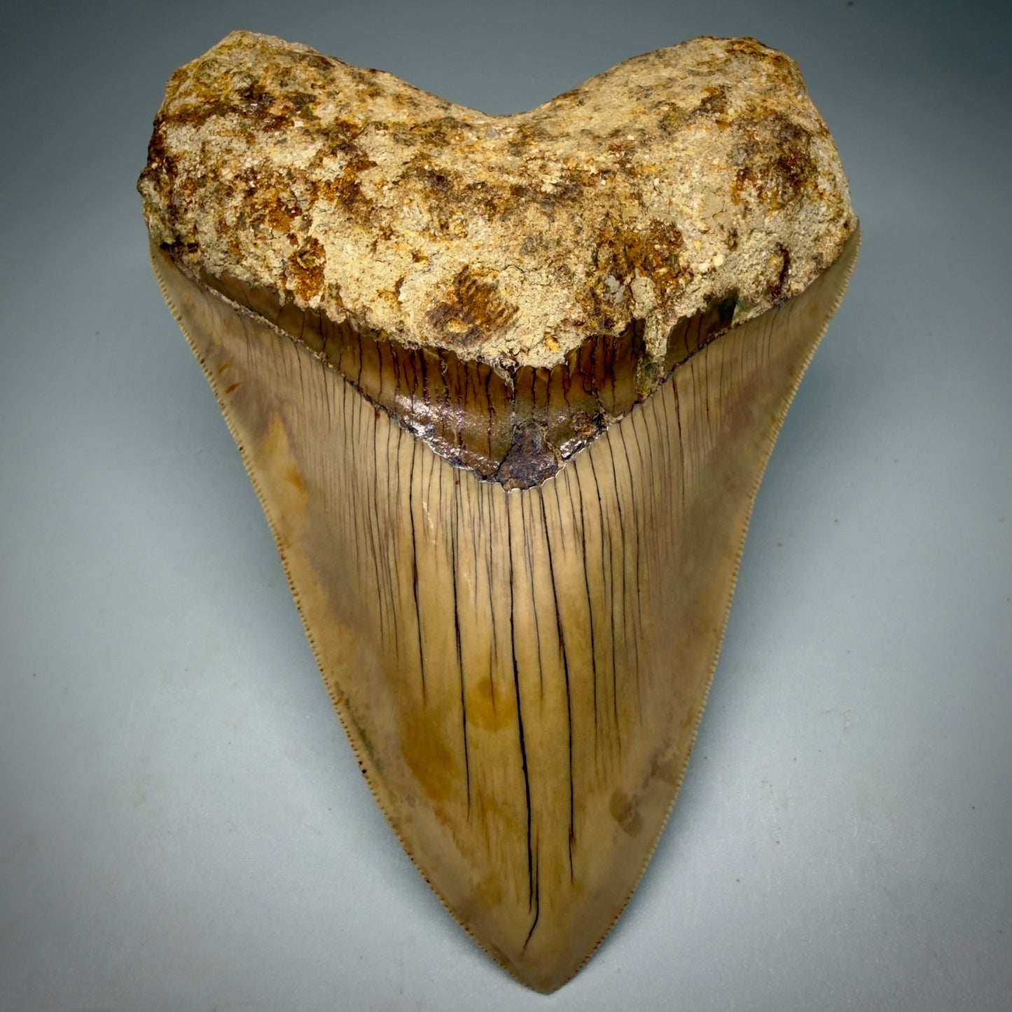 Front View Authentic, Collector's quality 5.45″ Colorful Megalodon Tooth – West Java Indonesia CM6159 - 1