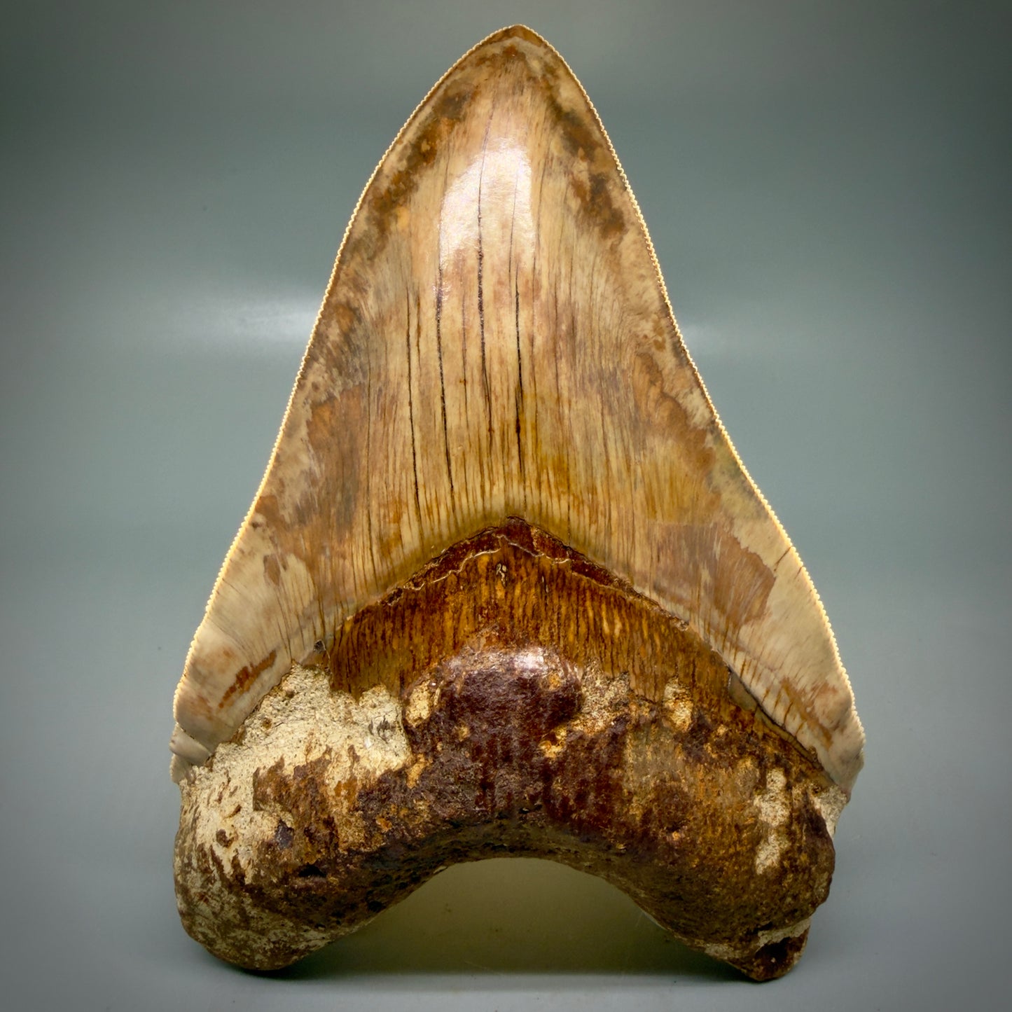 Front View Authentic, Collector's quality 5.91″ Colorful Megalodon Tooth – West Java Indonesia CM6160 - 2