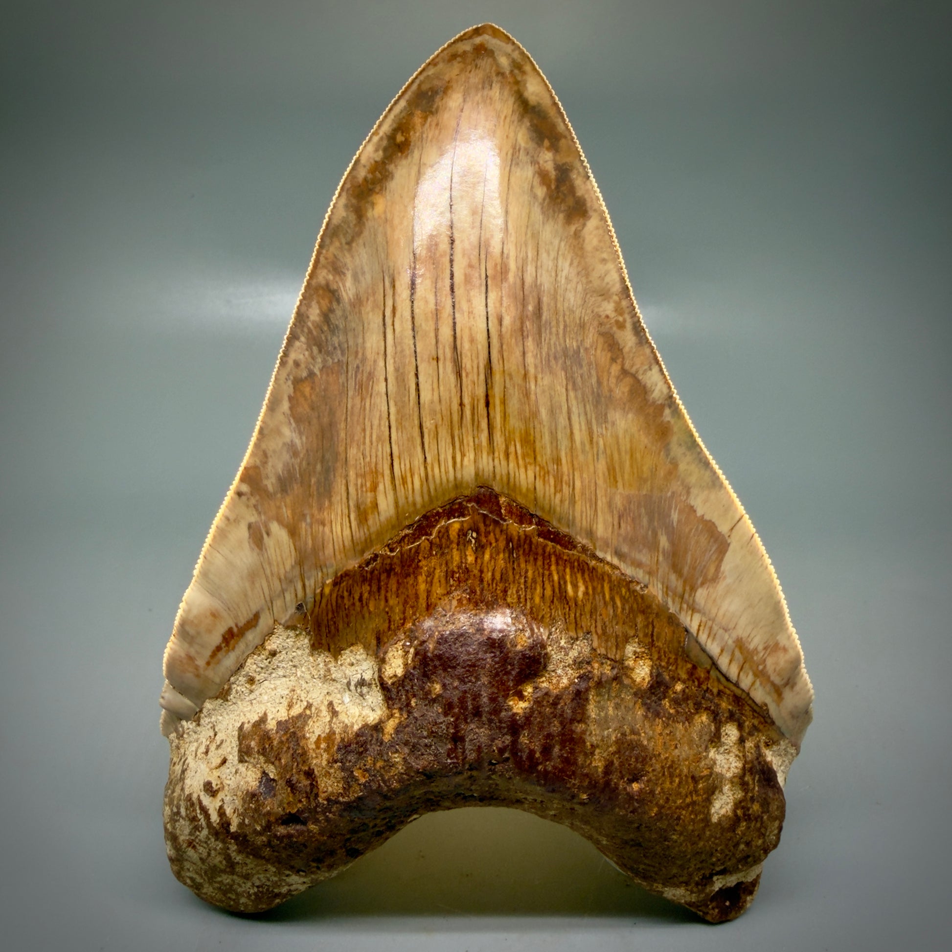 Front View Authentic, Collector's quality 5.91″ Colorful Megalodon Tooth – West Java Indonesia CM6160 - 2