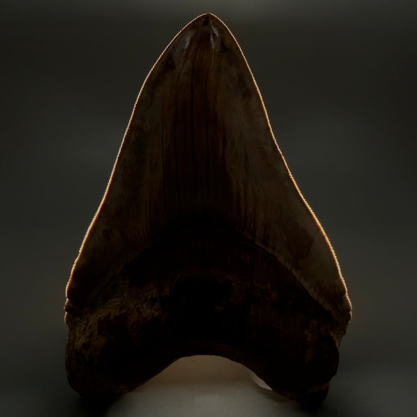 Front View Authentic, Collector's quality 5.91″ Colorful Megalodon Tooth – West Java Indonesia CM6160 - 3