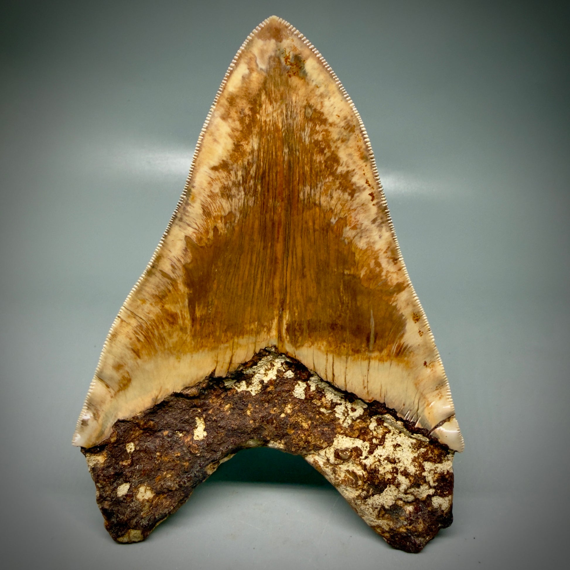 Back View Authentic, Collector's quality 5.91″ Colorful Megalodon Tooth – West Java Indonesia CM6160