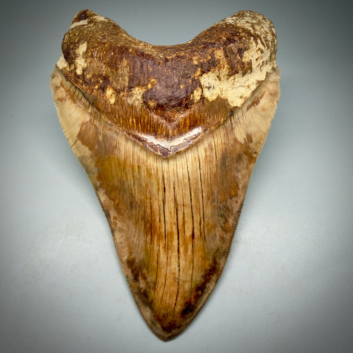 Front View Authentic, Collector's quality 5.91″ Colorful Megalodon Tooth – West Java Indonesia CM6160 - 1