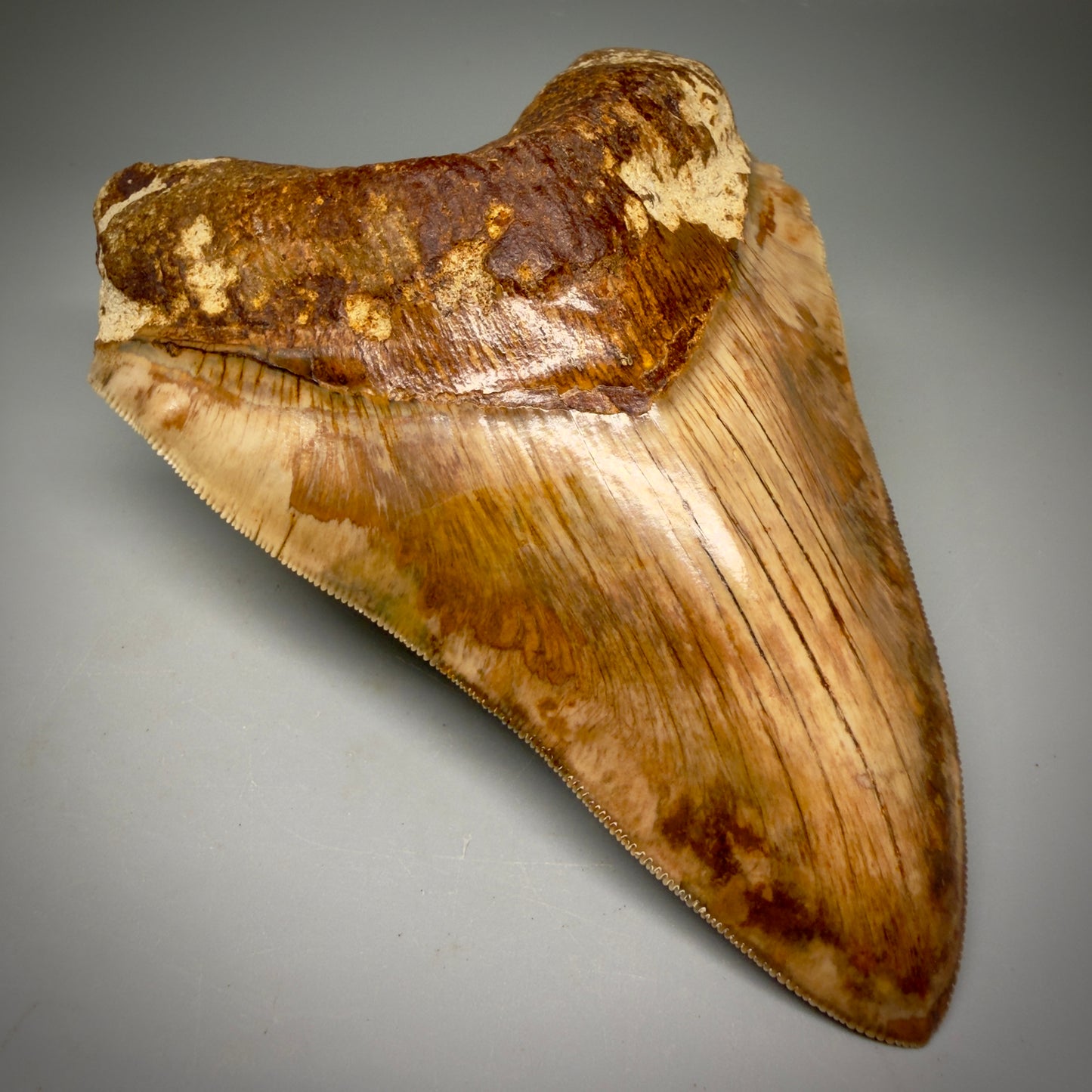 Front Left View Authentic, Collector's quality 5.91″ Colorful Megalodon Tooth – West Java Indonesia CM6160