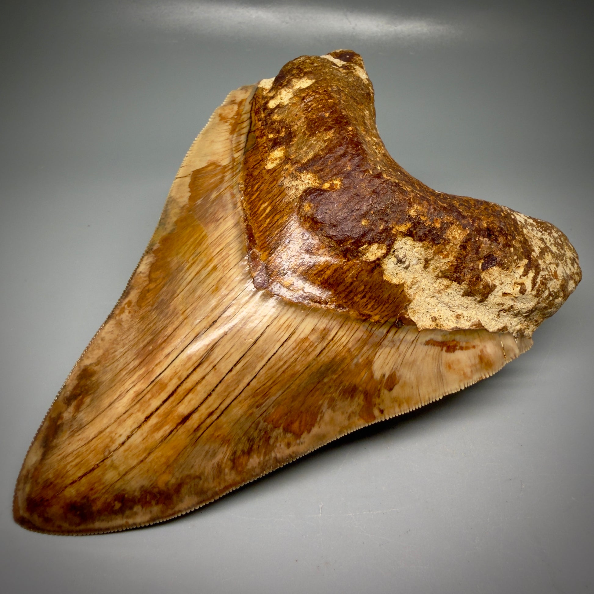 Front Right View Authentic, Collector's quality 5.91″ Colorful Megalodon Tooth – West Java Indonesia CM6160