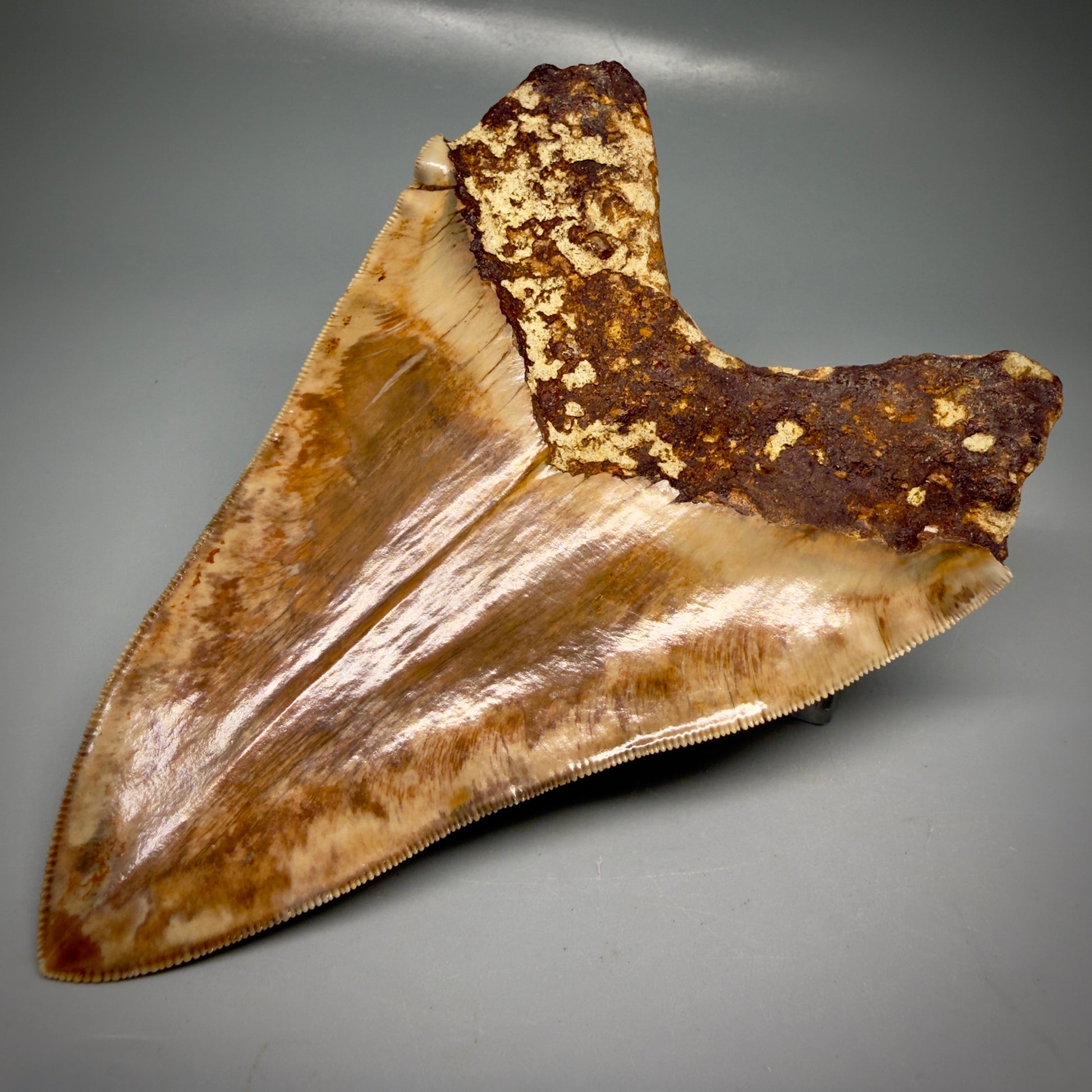 Back Right View Authentic, Collector's quality 5.91″ Colorful Megalodon Tooth – West Java Indonesia CM6160
