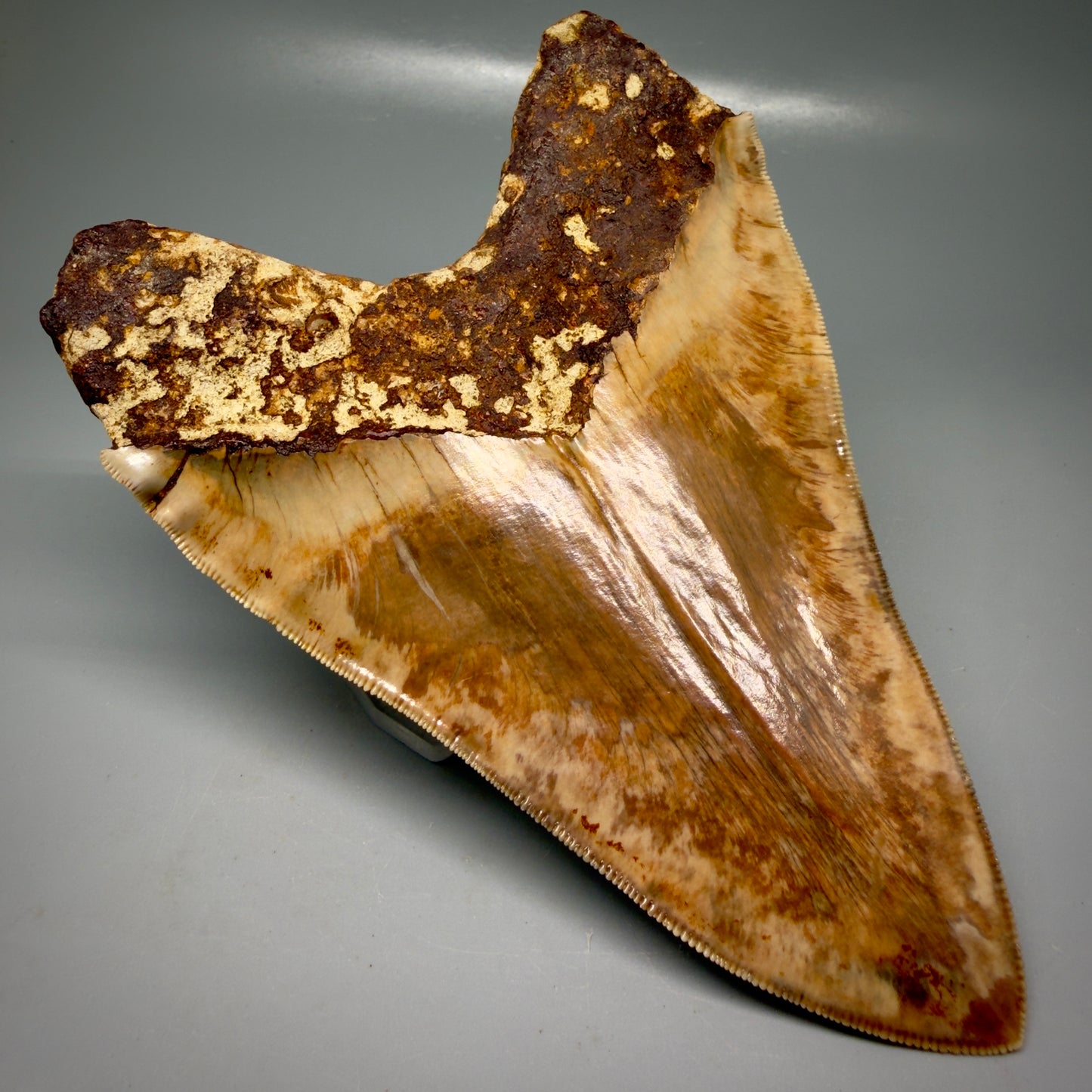 Back Left View Authentic, Collector's quality 5.91″ Colorful Megalodon Tooth – West Java Indonesia CM6160