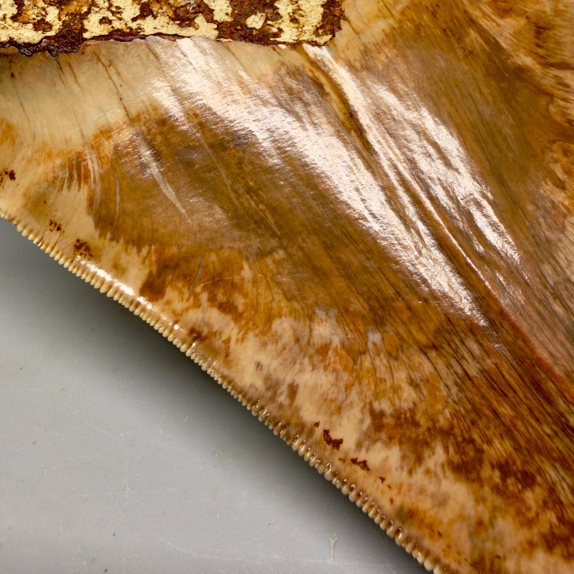 Serration details View Authentic, Collector's quality 5.91″ Colorful Megalodon Tooth – West Java Indonesia CM6160