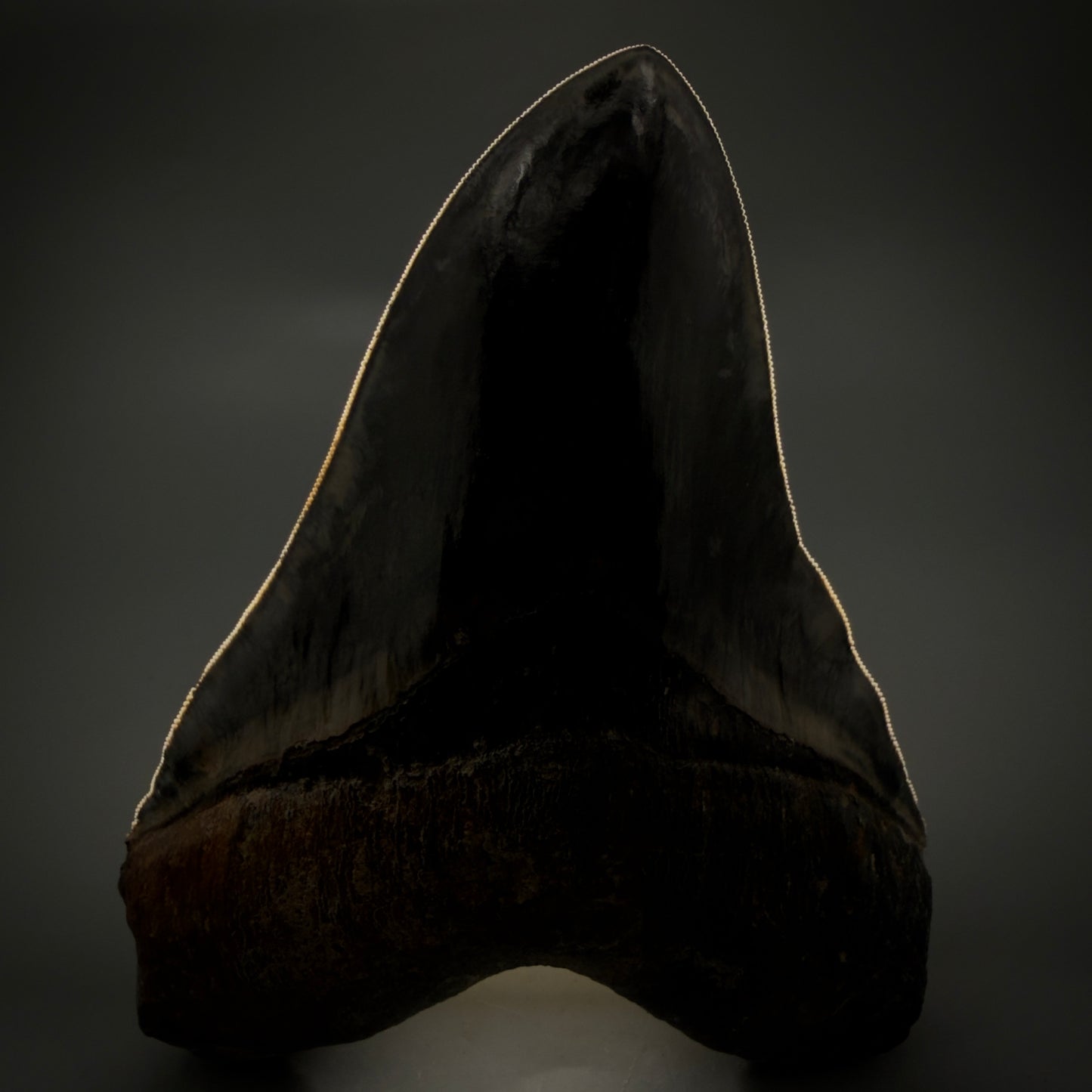 Front View Authentic, Collector's quality 5.63″ Colorful Megalodon Tooth – West Java Indonesia CM6158 - 1