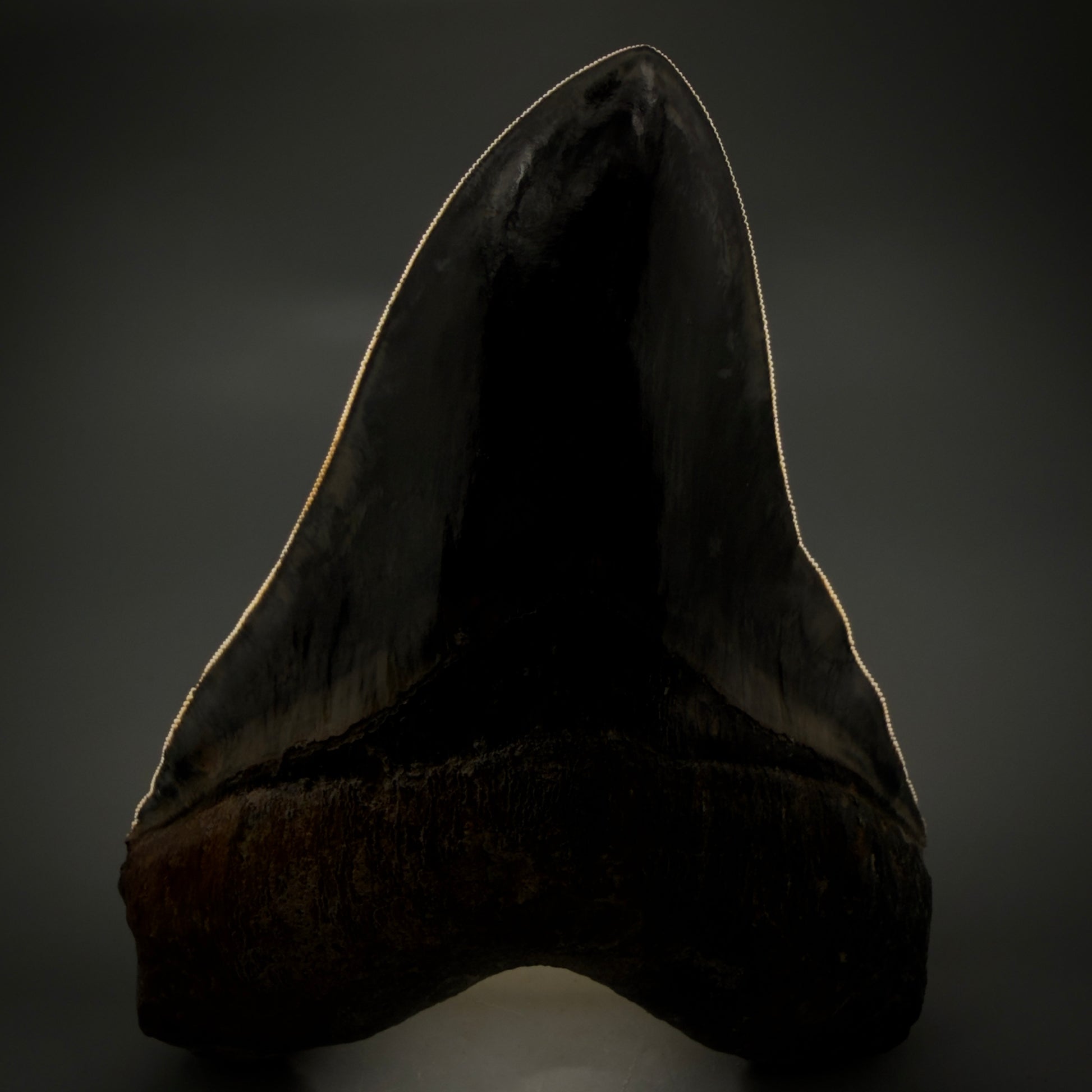 Front View Authentic, Collector's quality 5.63″ Colorful Megalodon Tooth – West Java Indonesia CM6158 - 1