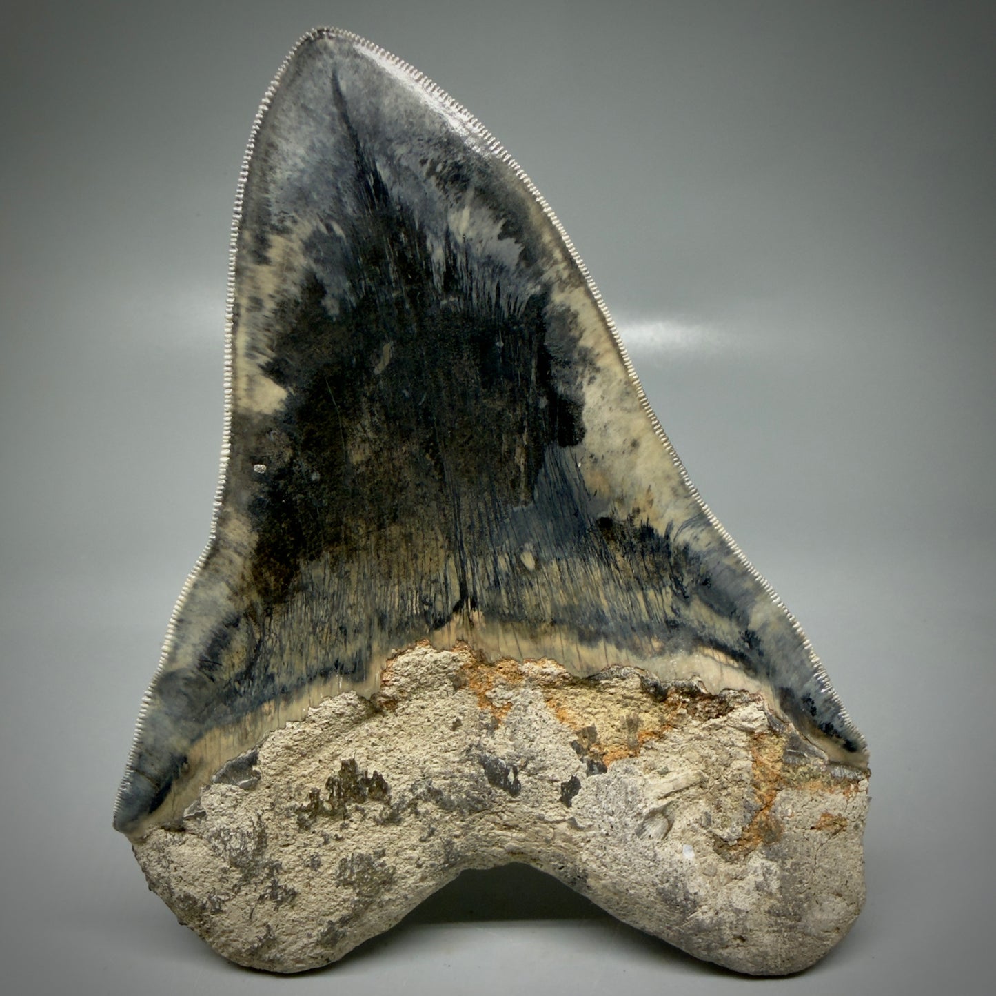 Back View Authentic, Collector's quality 5.63″ Colorful Megalodon Tooth – West Java Indonesia CM6158