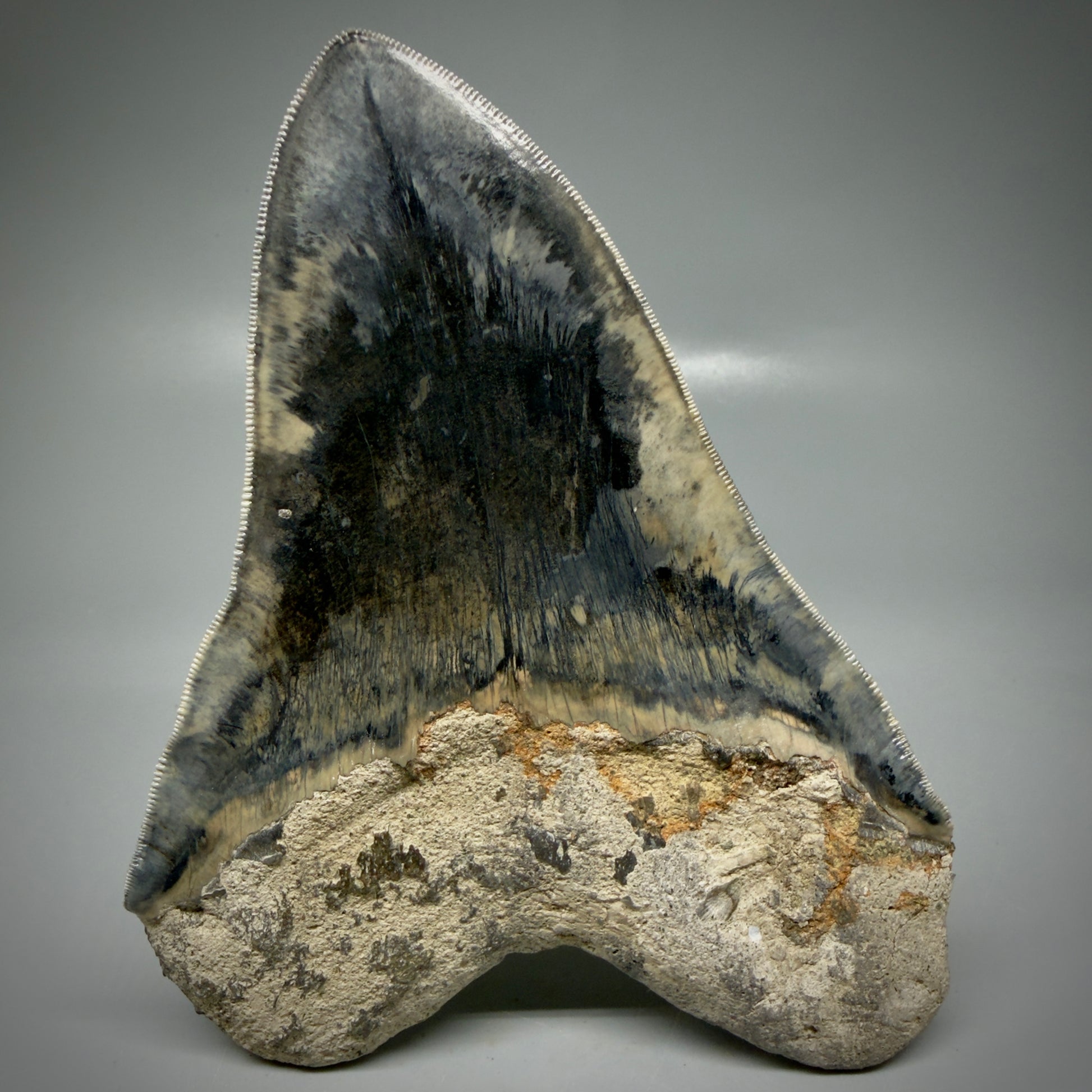 Back View Authentic, Collector's quality 5.63″ Colorful Megalodon Tooth – West Java Indonesia CM6158